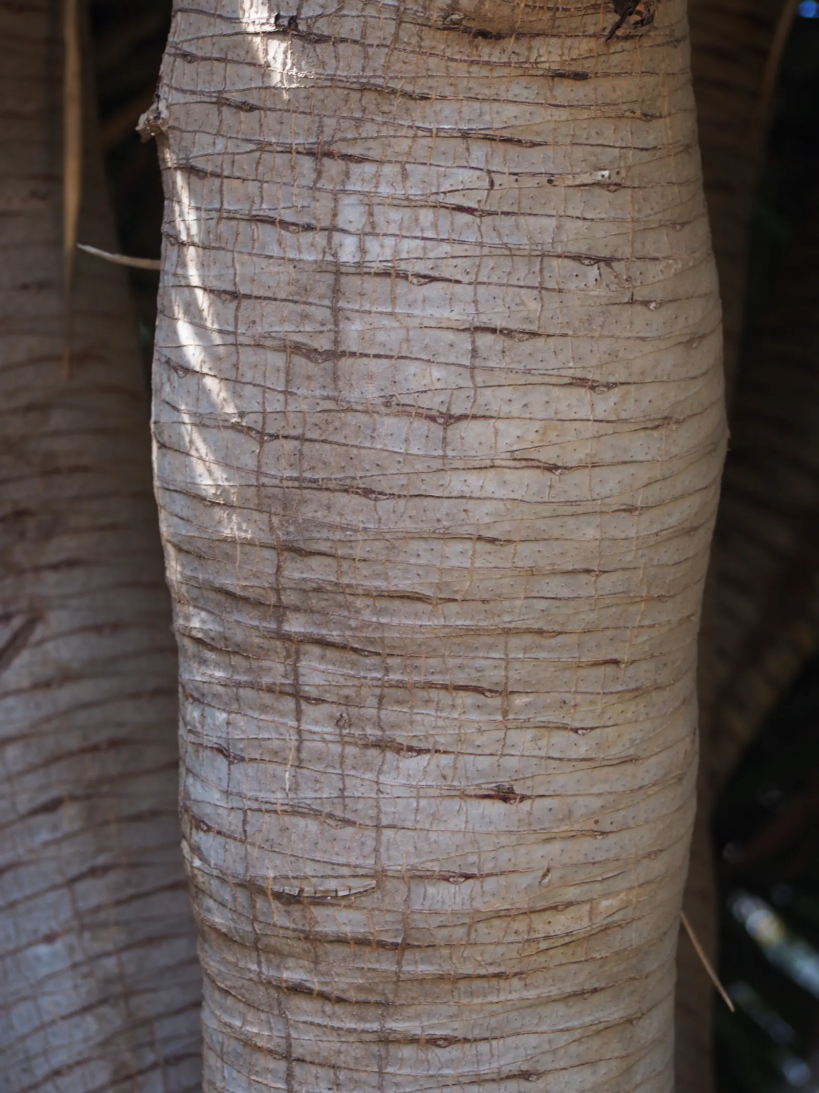 Dragon Tree (Dracaena Draco) — tree for full
