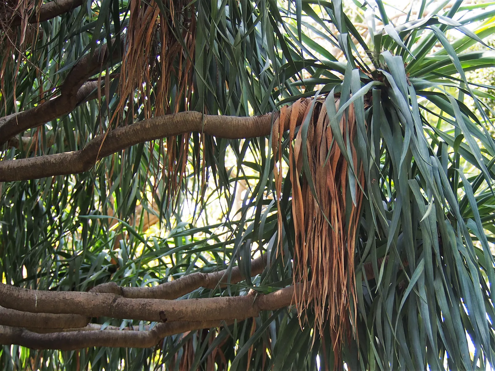 Dragon Tree (Dracaena Draco) — These leathery leaves are arranged in rosettes and boast a rich