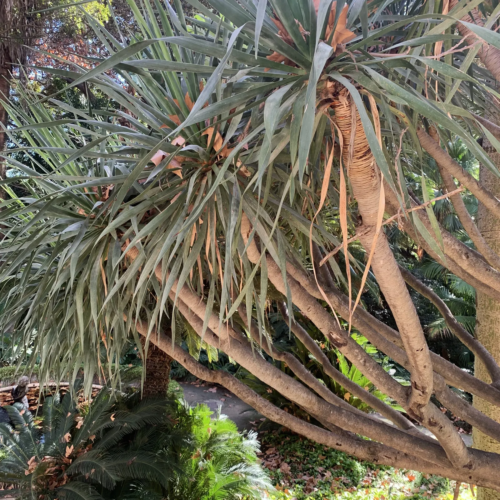 Dragon Tree (Dracaena Draco) — and locally in western Morocco; thriving in USDA hardiness zones 9 to 11, image 65