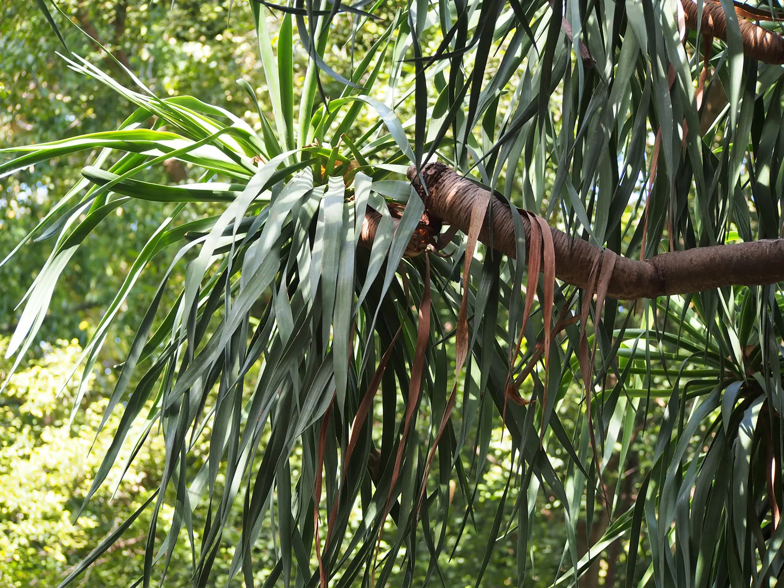 Dragon Tree (Dracaena Draco) — approximately 1 to 2 feet in length and up to 2 inches wide, image 95