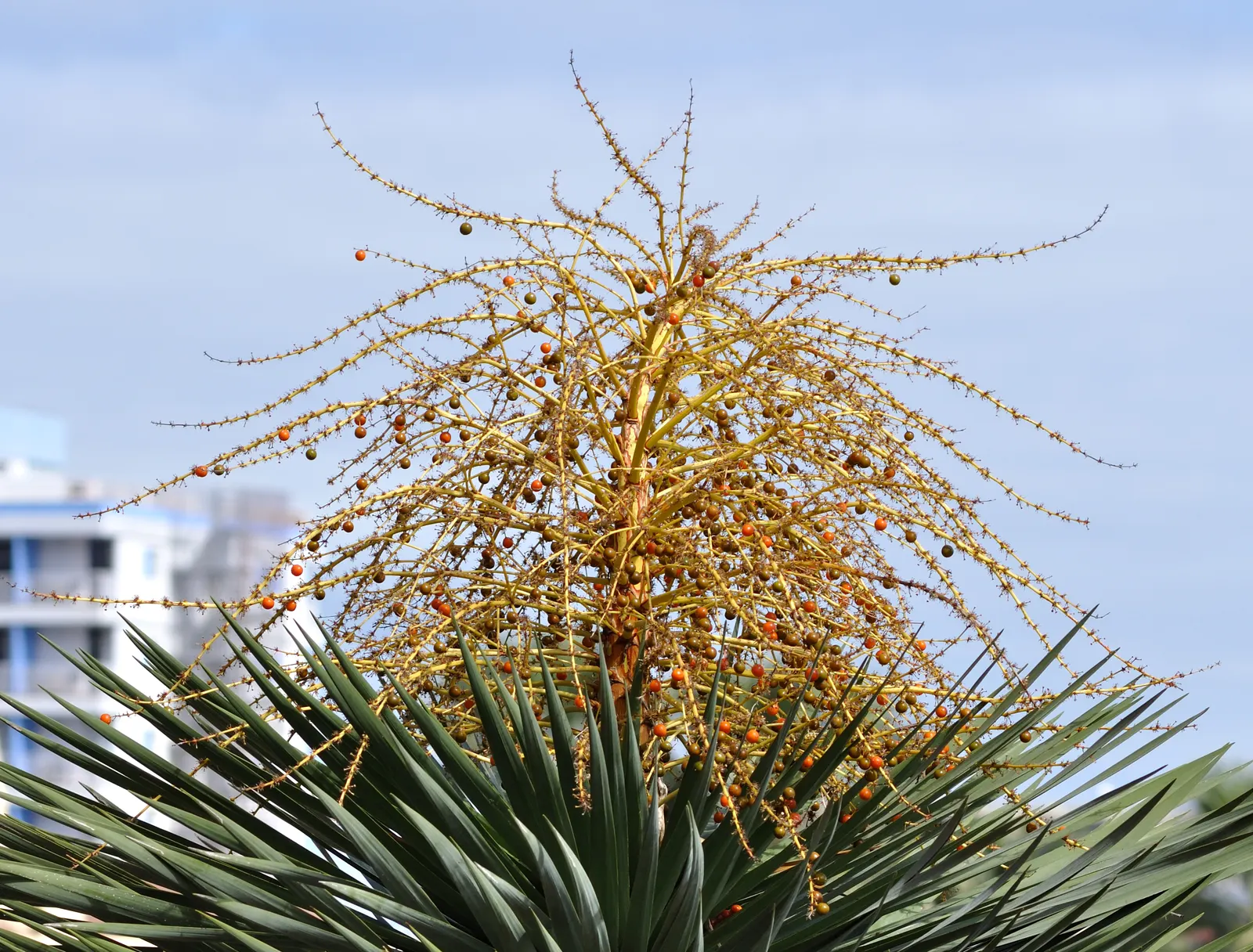 Dragon Tree (Dracaena Draco) — green and white flowers in the garden; originating from the Canary Islands, image 79