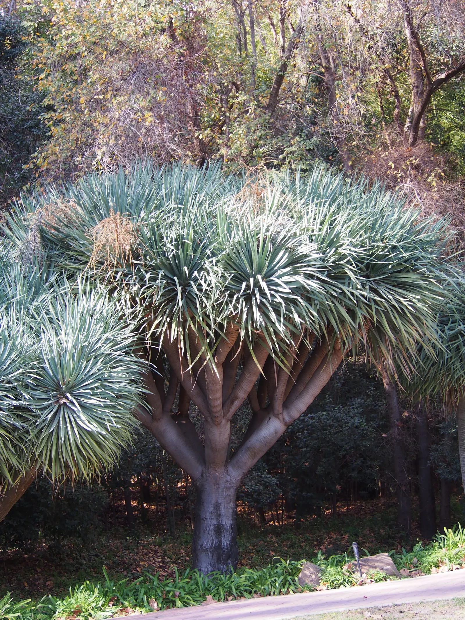 Dragon Tree (Dracaena Draco) — the Dragon Tree is an excellent focal point for any garden, image 77