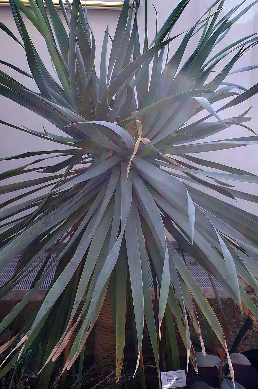 Dragon Tree (Dracaena Draco) — Dracaena draco, commonly called Dragon Tree, is an iconic, slow-growing evergreen; green sword-shaped leaves