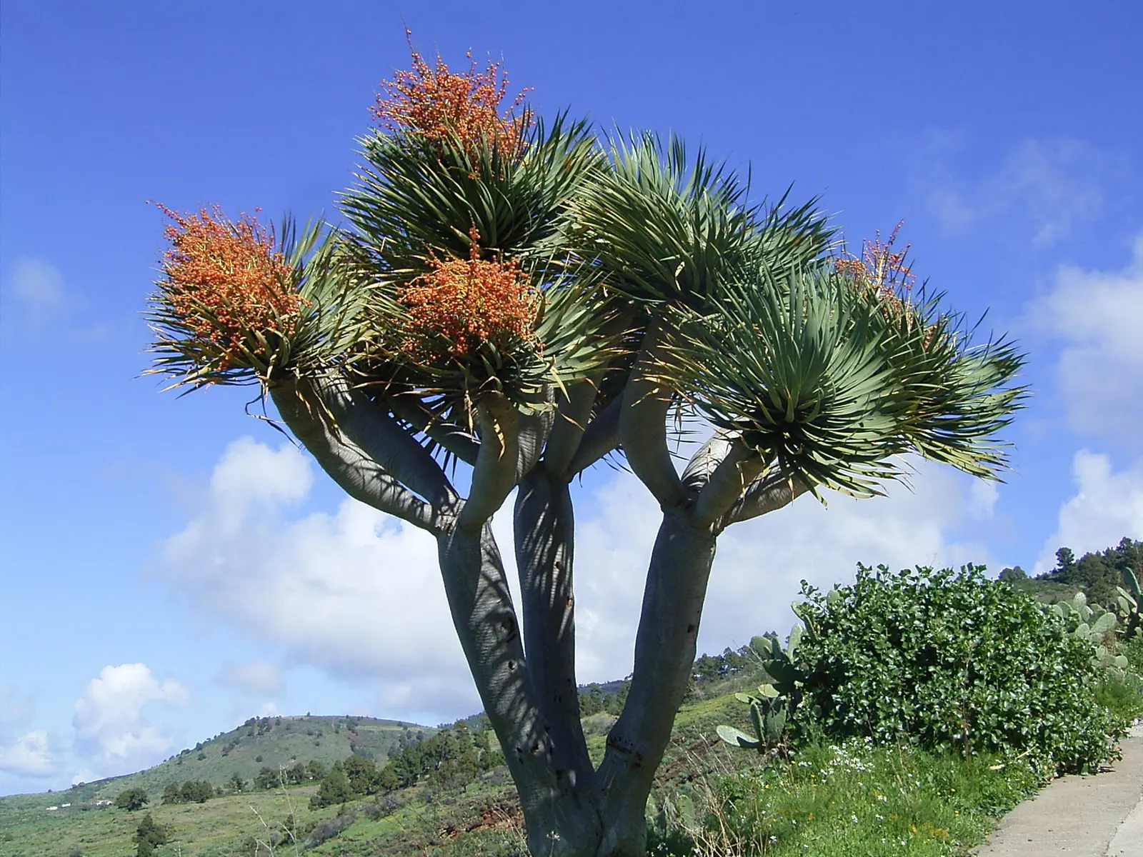 Dragon Tree (Dracaena Draco) — and in mature specimens (>10 years), image 86