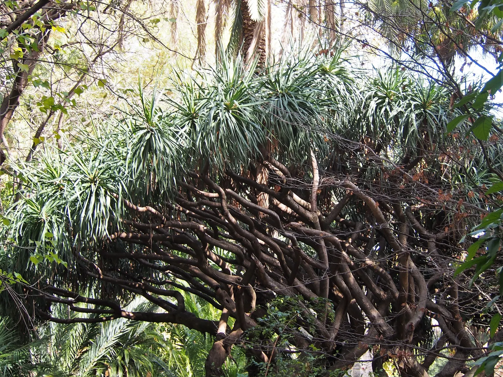 Dragon Tree (Dracaena Draco) — This sculptural tree presents gray bark; and fragrant blooms that later give way to orange-yellow, image 84