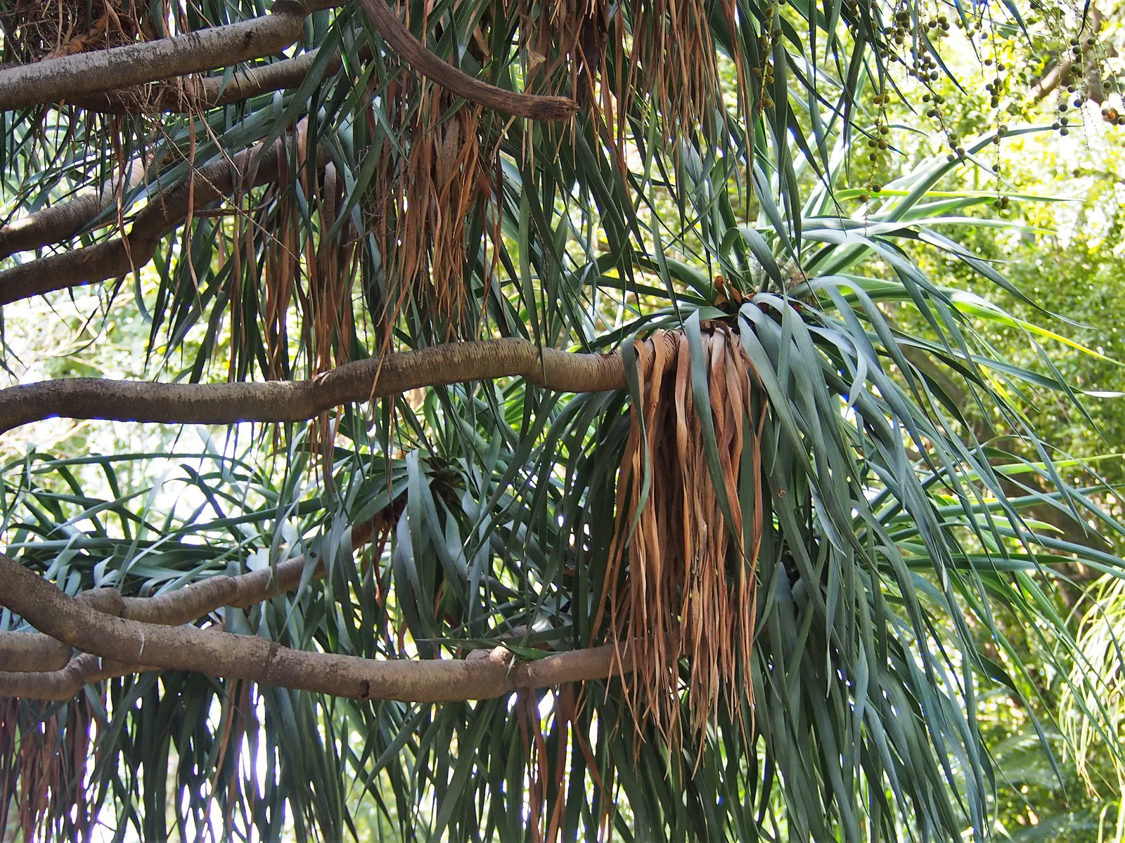 Dragon Tree (Dracaena Draco) — deep green color that provides a lush aesthetic throughout the year; dracaena draco, commonly called Dragon Tree, is, image 70