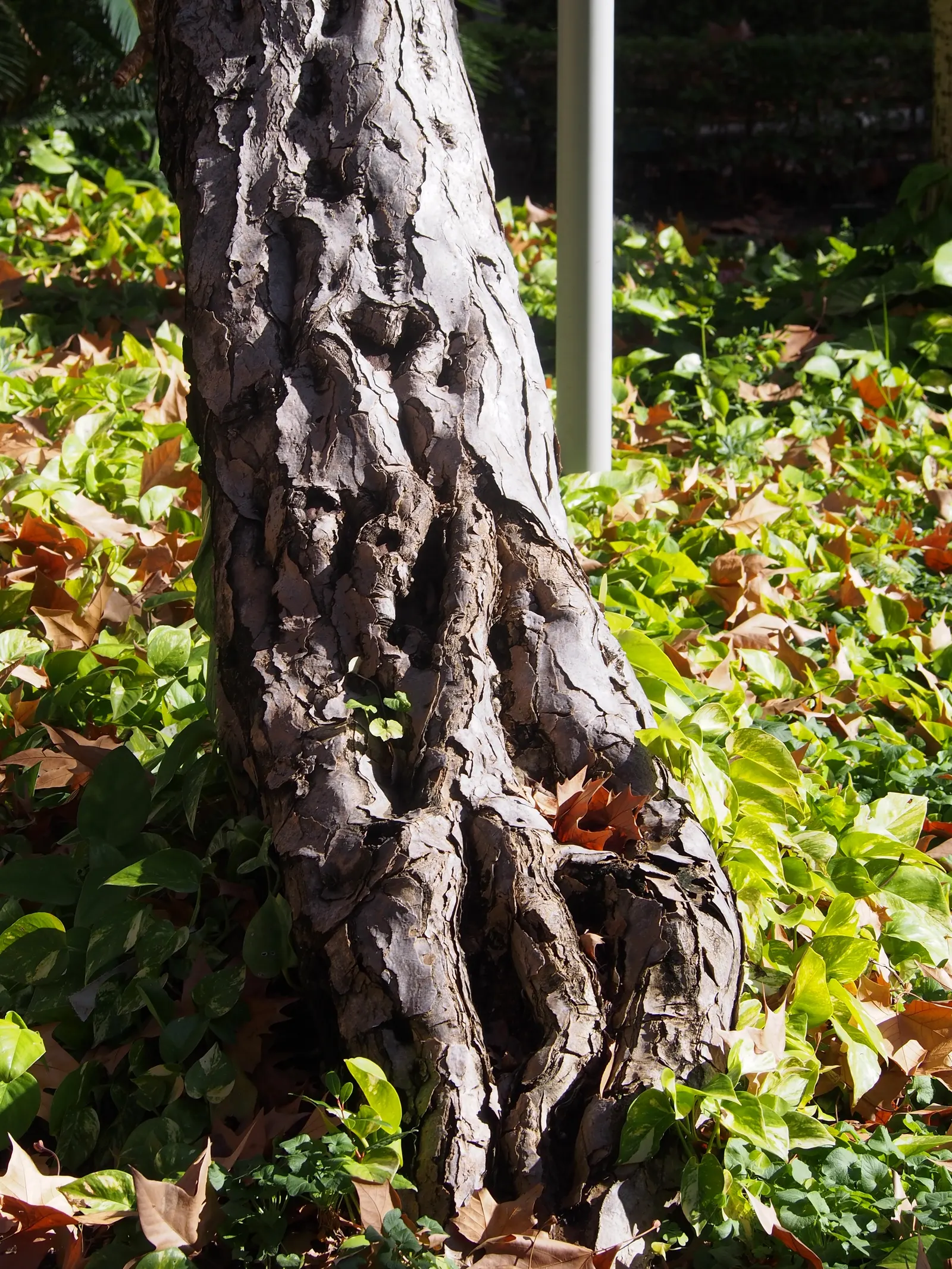 Dragon Tree (Dracaena Draco) — green sword-shaped leaves
