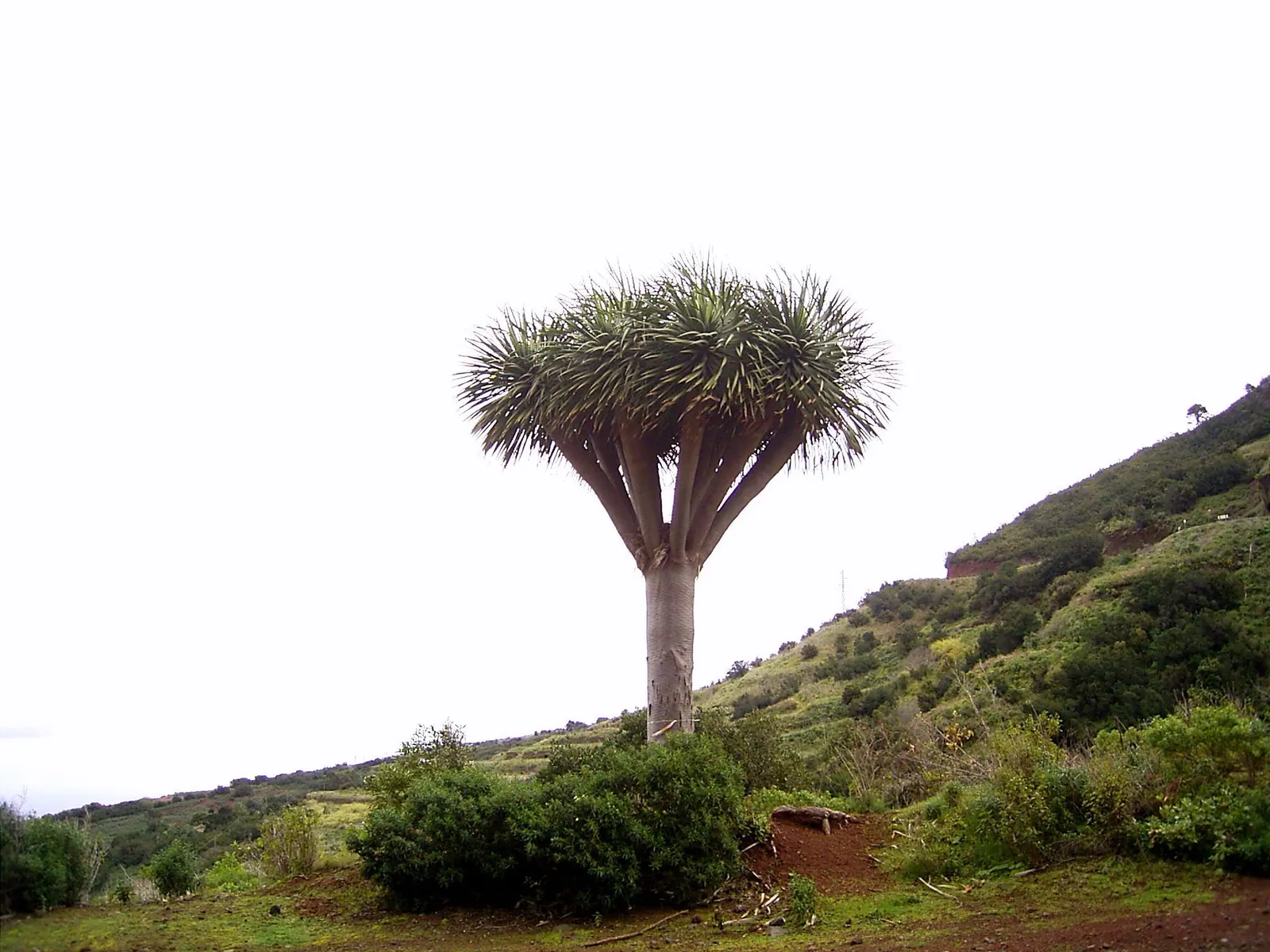 Dragon Tree (Dracaena Draco) — It reaches up to 20 ft tall with a striking umbrella-like canopy up to 10 ft wide; and locally in western Morocco, image 56
