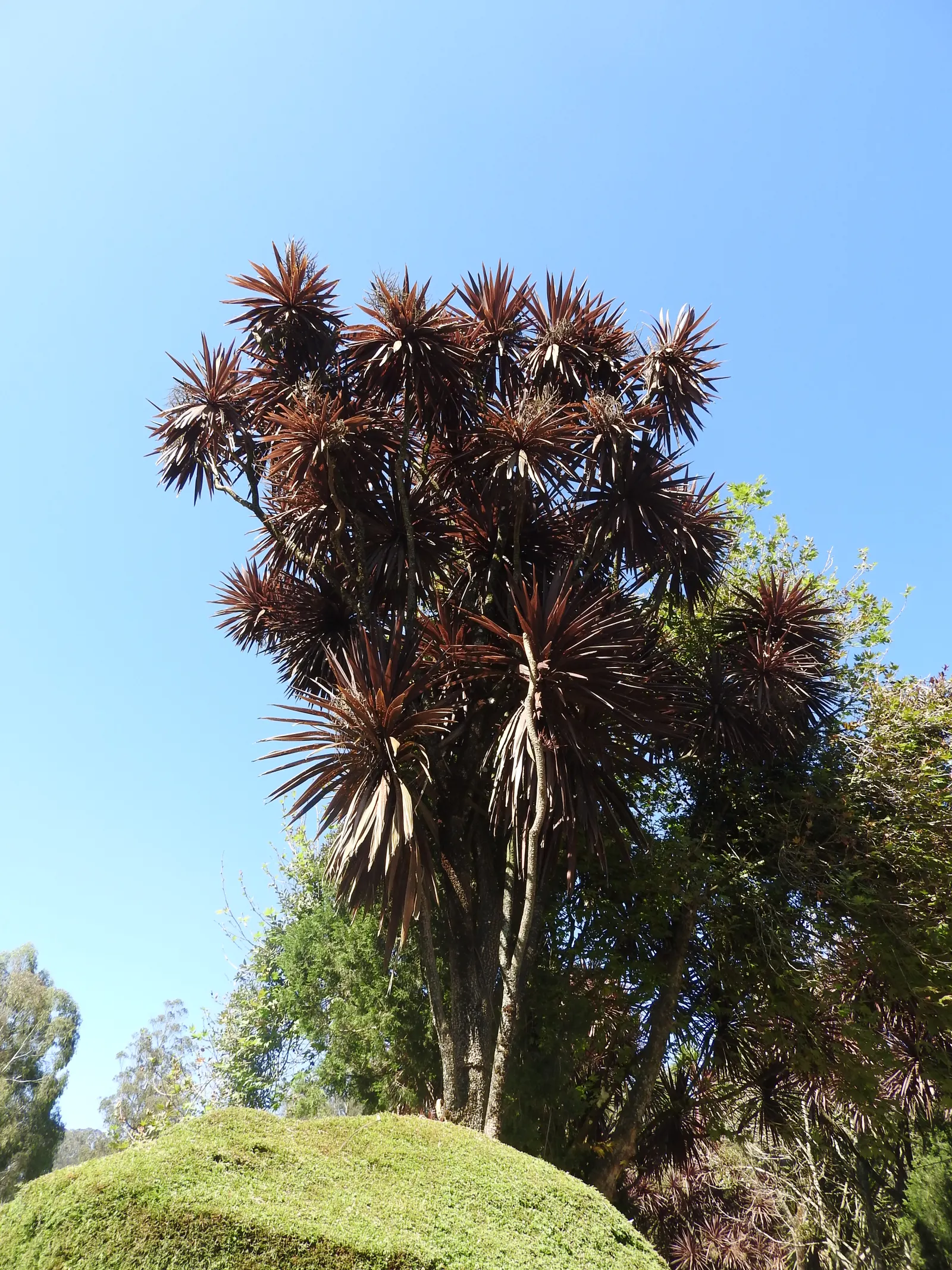 Dragon Tree (Dracaena Draco) — tree with green and white blooms