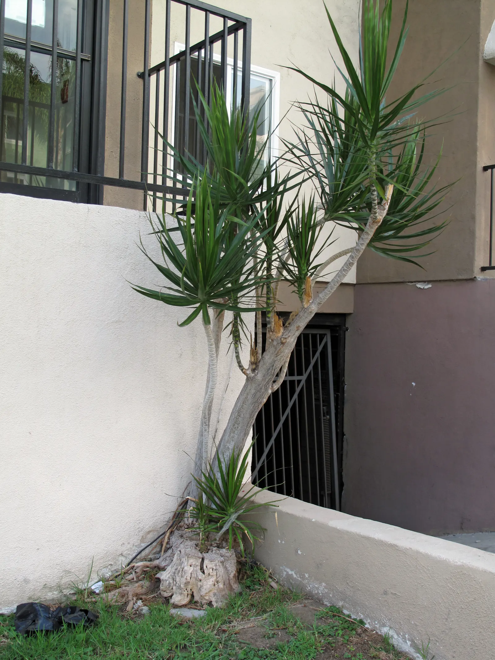 Dragon Tree (Dracaena Draco) — scientifically known as Dracaena draco; tree with green and white blooms, image 62