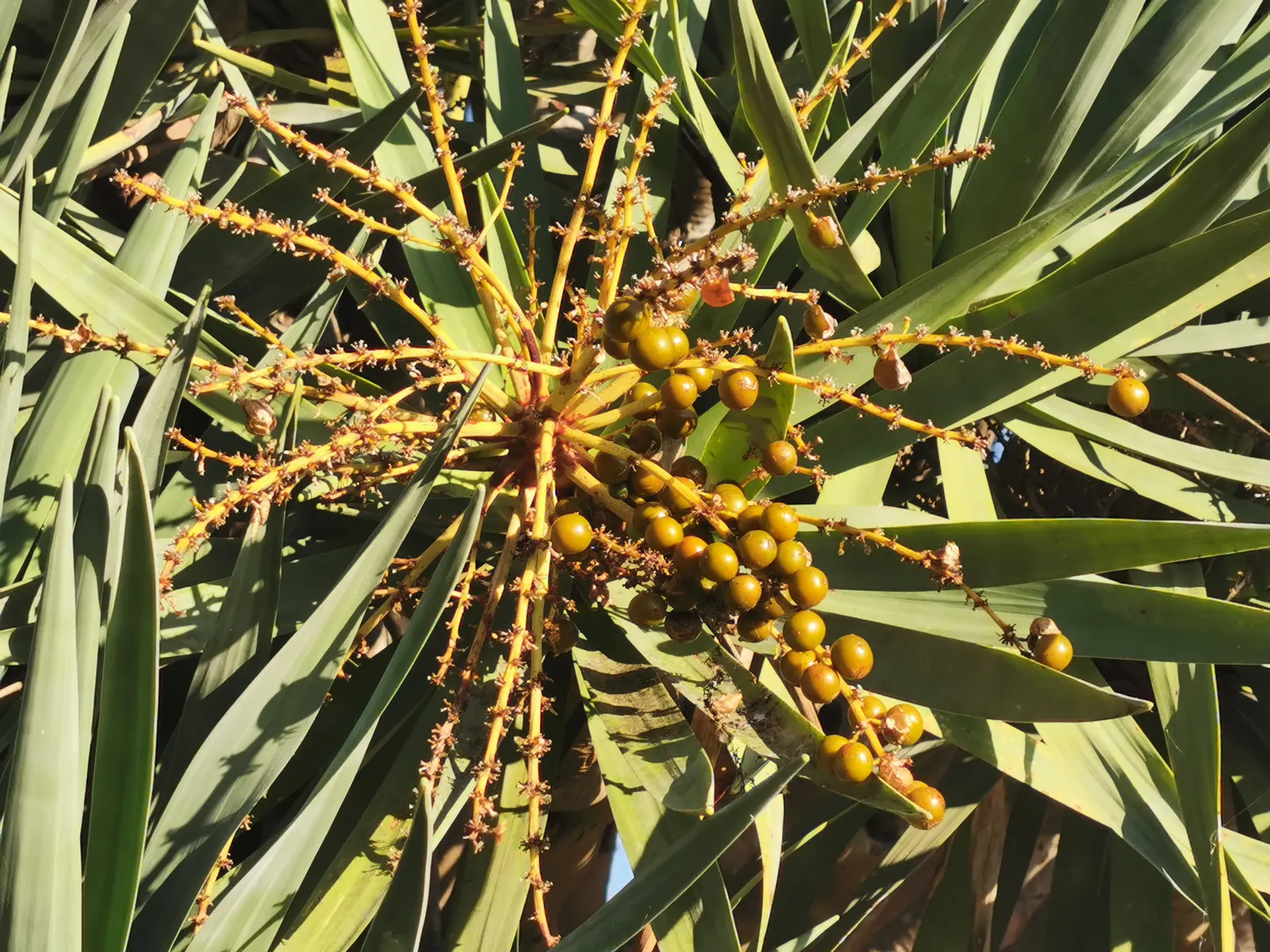 Dragon Tree (Dracaena Draco) — the Dragon Tree develops a distinctly umbrella-like shape due to its monocotyledonous branching system; tree for full
