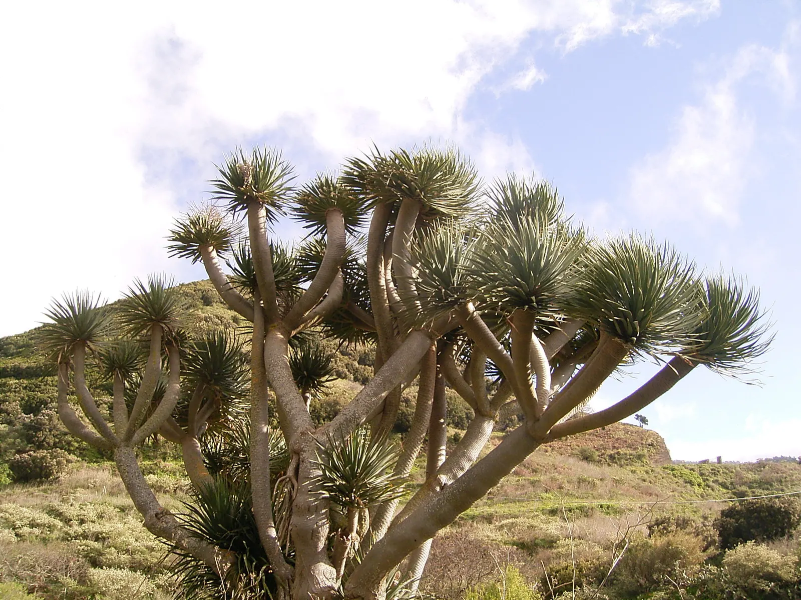 Dragon Tree (Dracaena Draco) — Zones 9-11; prefers full sun to partial shade; the Dragon Tree is drought-tolerant, image 61