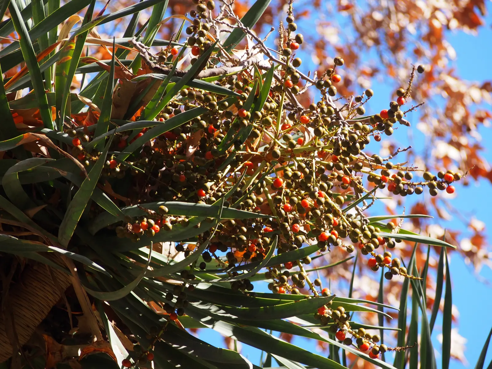 Dragon Tree (Dracaena Draco) — scientifically known as Dracaena draco; tree with green and white blooms