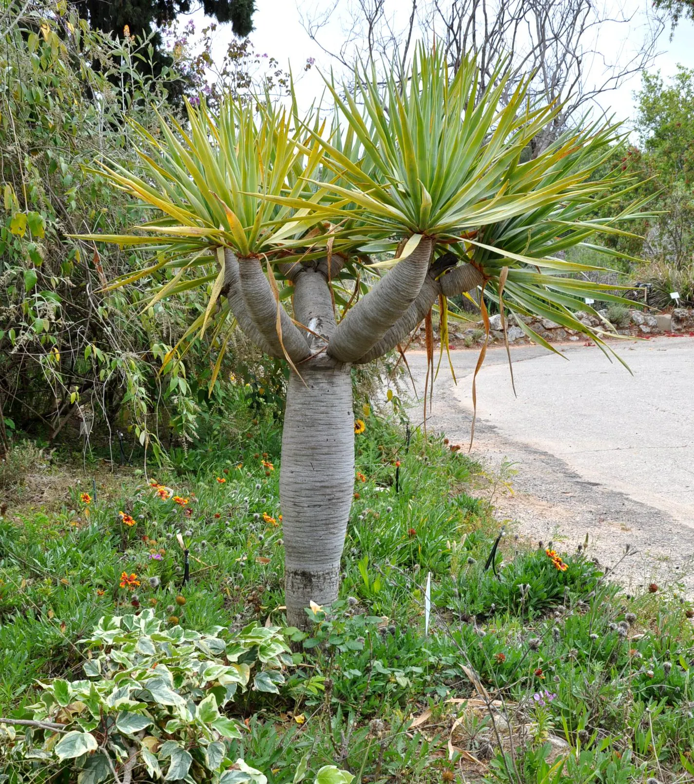 Dragon Tree (Dracaena Draco) — Zones 9-11; prefers full sun to partial shade