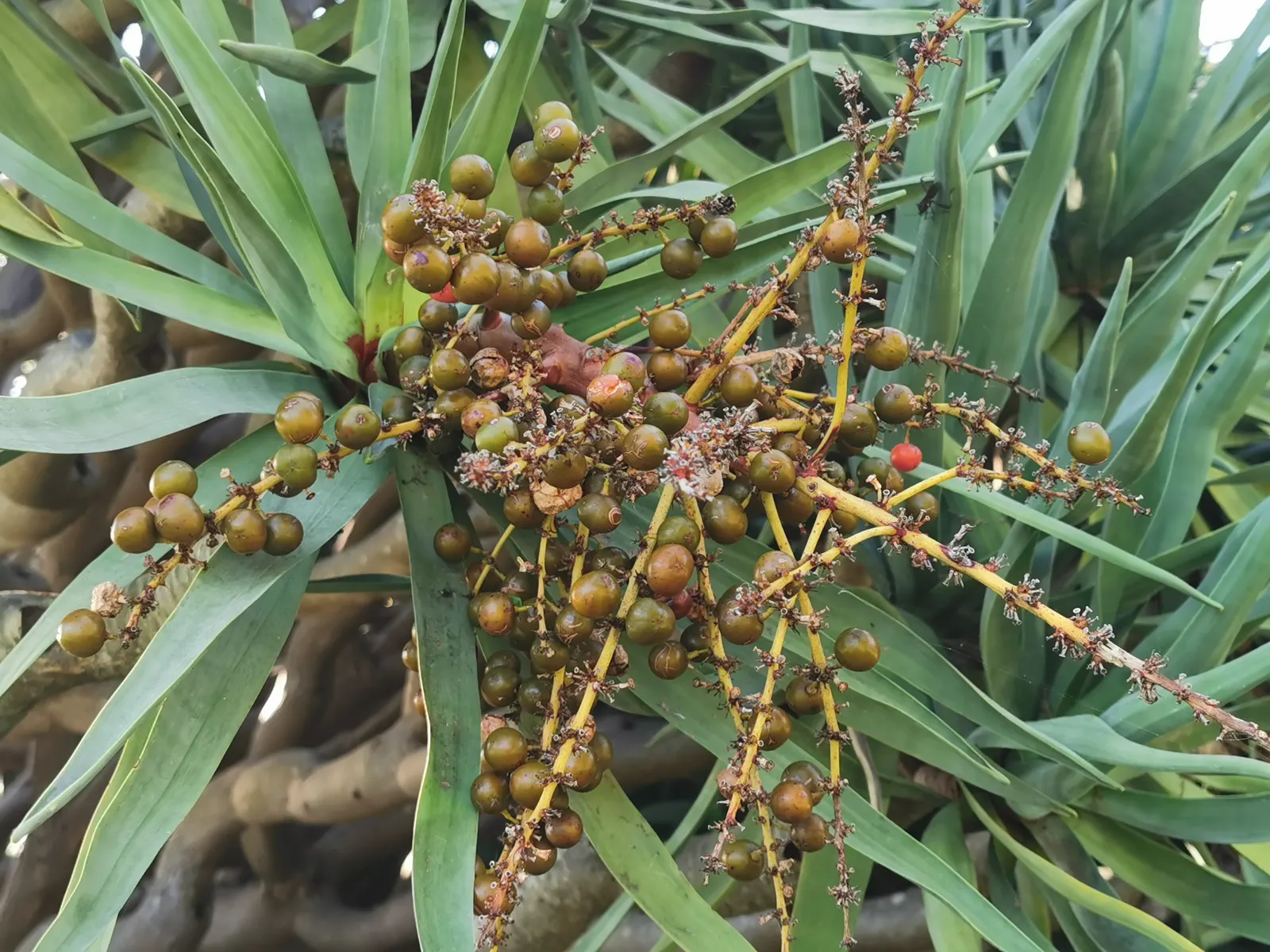 Dragon Tree (Dracaena Draco) — the Dragon Tree is an excellent focal point for any garden