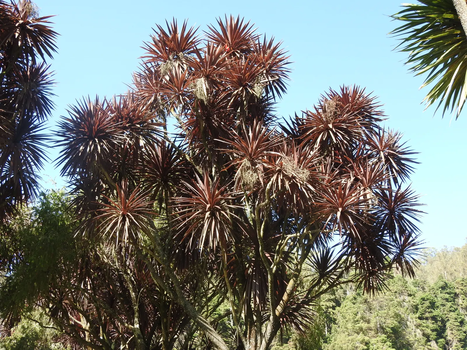 Dragon Tree (Dracaena Draco) — the Dragon Tree is drought-tolerant; with its impressive form and minimal care requirements