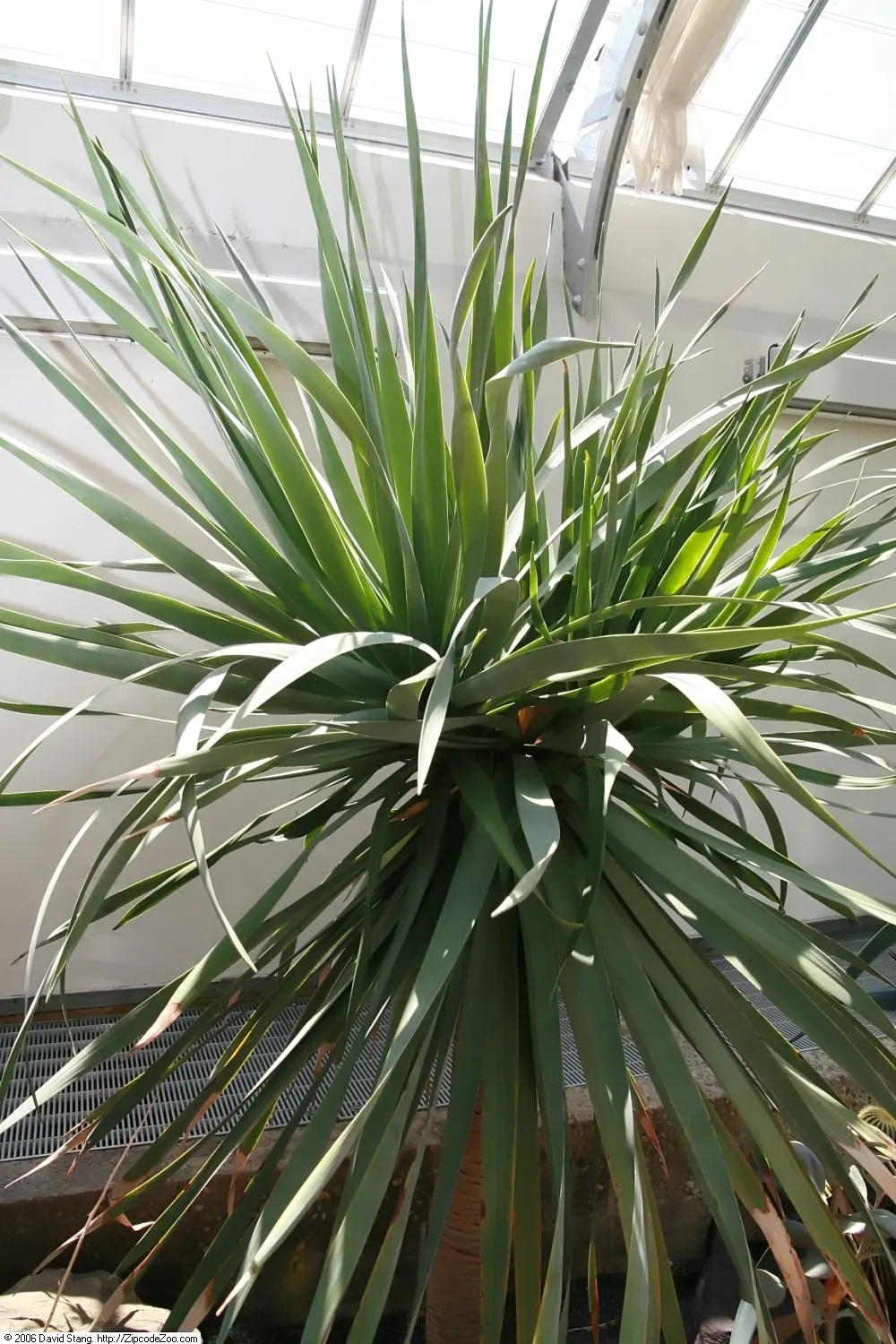 Dragon Tree (Dracaena Draco) — blending sculptural beauty with enduring resilience
