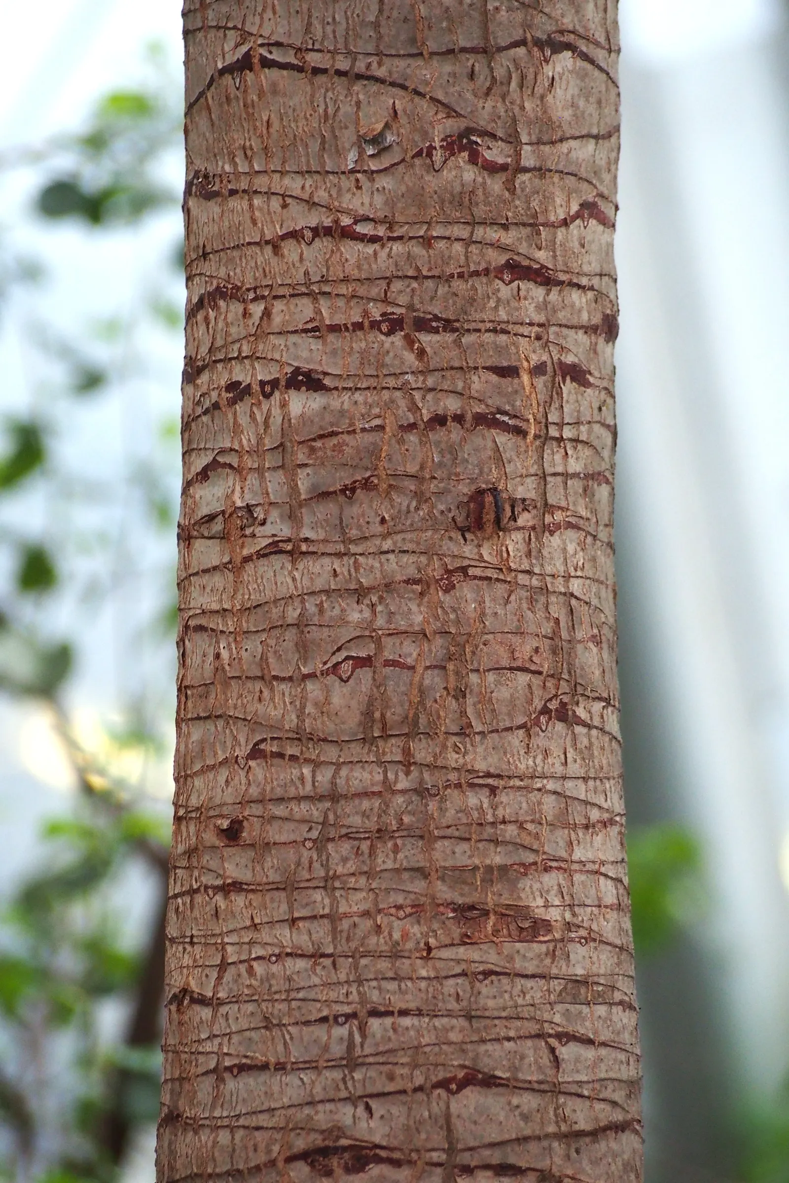 Dragon Tree (Dracaena Draco) — Although flowers are rare and typically only occur on mature specimens; scientifically known as Dracaena draco, image 71