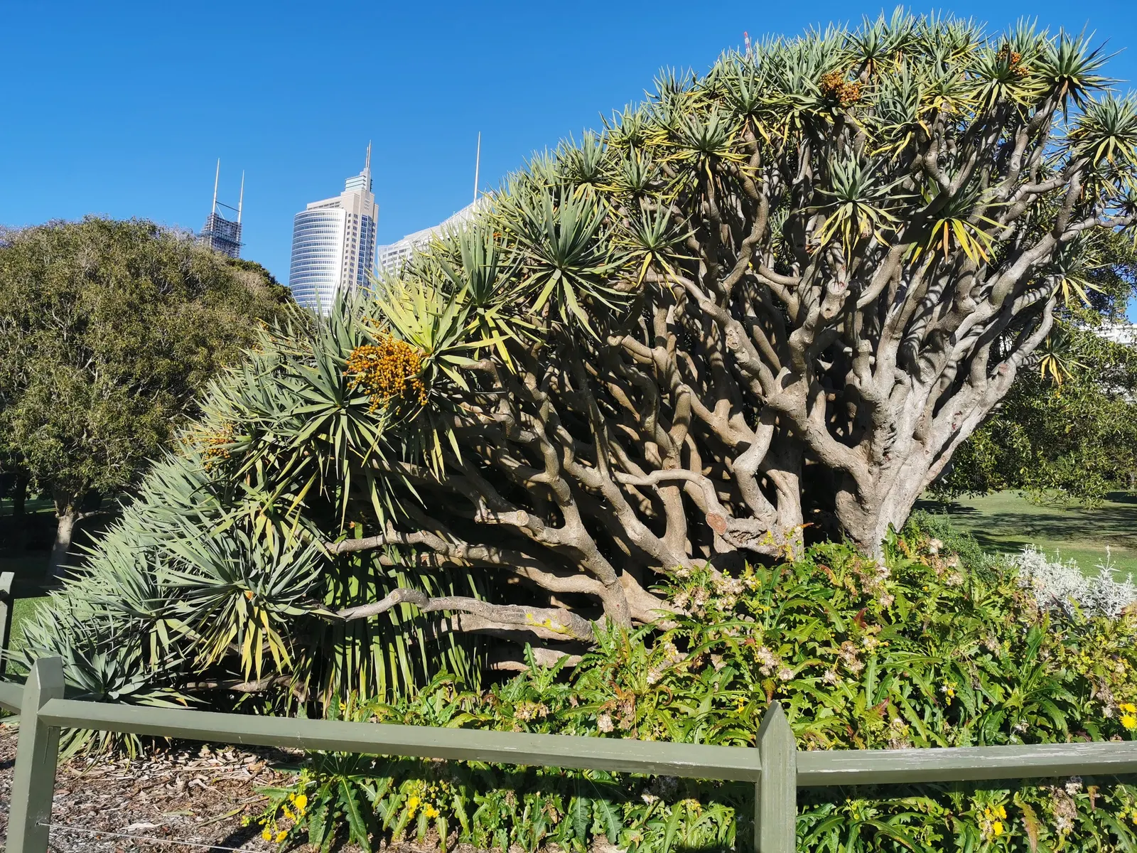 Dragon Tree (Dracaena Draco) — This sculptural tree presents gray bark; and fragrant blooms that later give way to orange-yellow, image 57