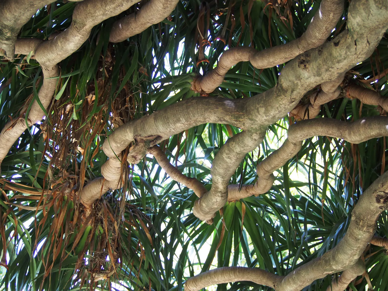 Dragon Tree (Dracaena Draco) — Zones 9-11; prefers full sun to partial shade; the Dragon Tree is drought-tolerant, image 88