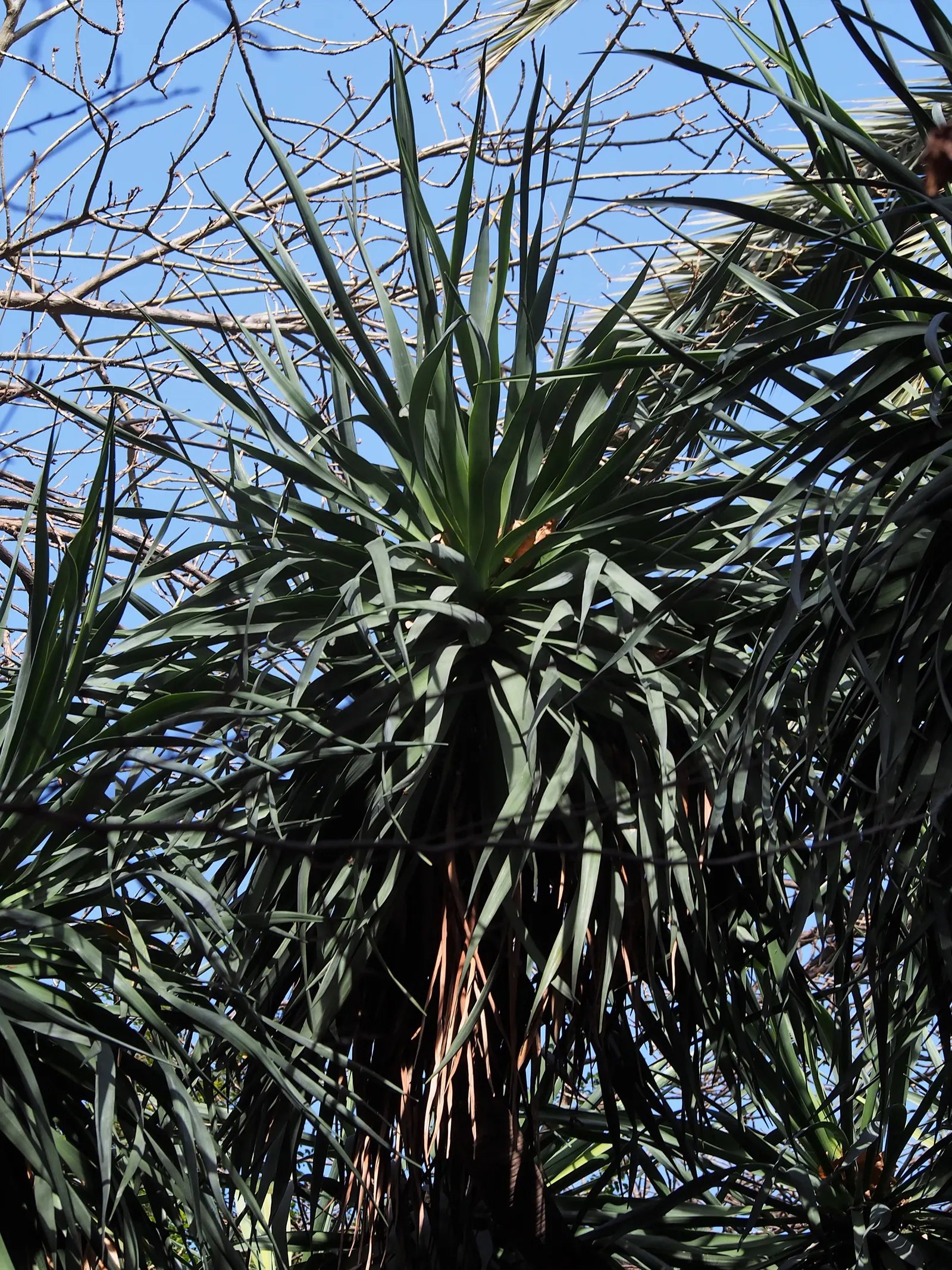 Dragon Tree (Dracaena Draco) — deep green color that provides a lush aesthetic throughout the year; dracaena draco, commonly called Dragon Tree, is an iconic