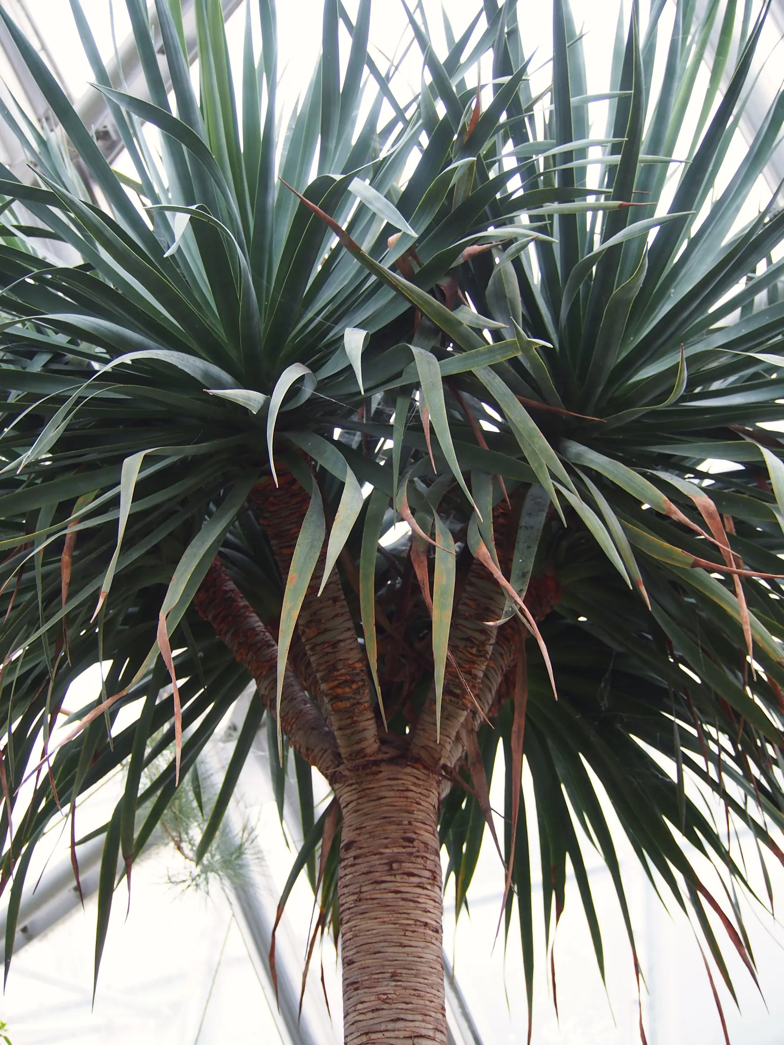 Dragon Tree (Dracaena Draco) — With its impressive form and minimal care requirements; deep green color that provides a lush aesthetic throughout, image 76