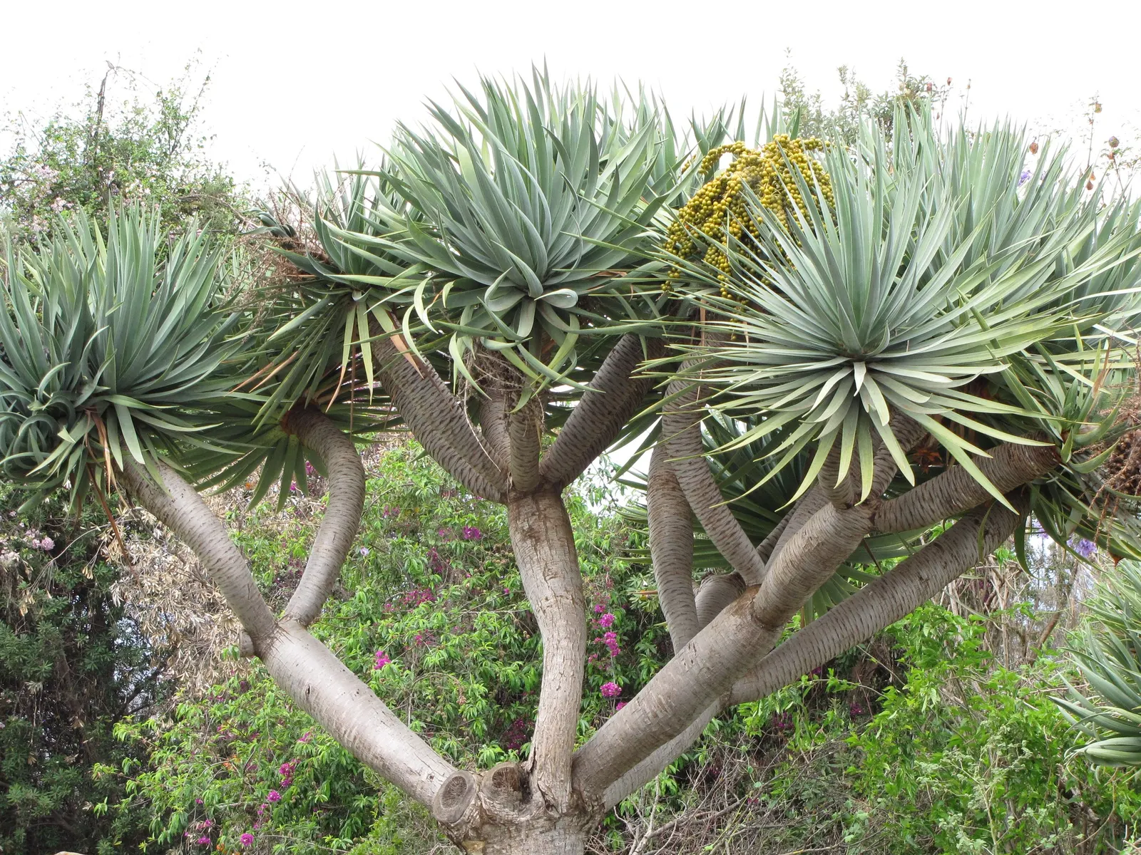 Dragon Tree (Dracaena Draco) — This sculptural tree presents gray bark