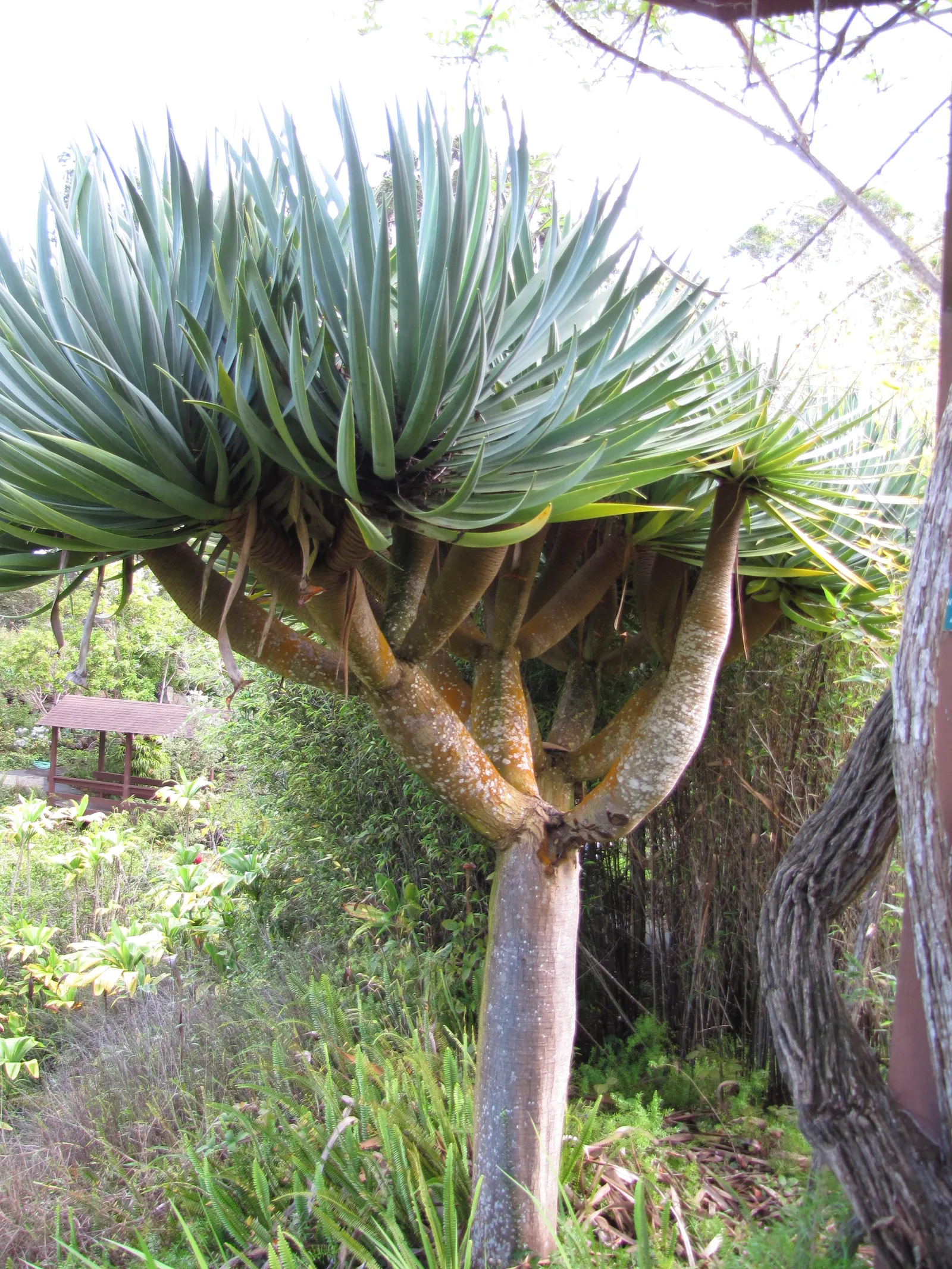 Dragon Tree (Dracaena Draco) — tree with green and white blooms; although flowers are rare and typically only occur on mature specimens