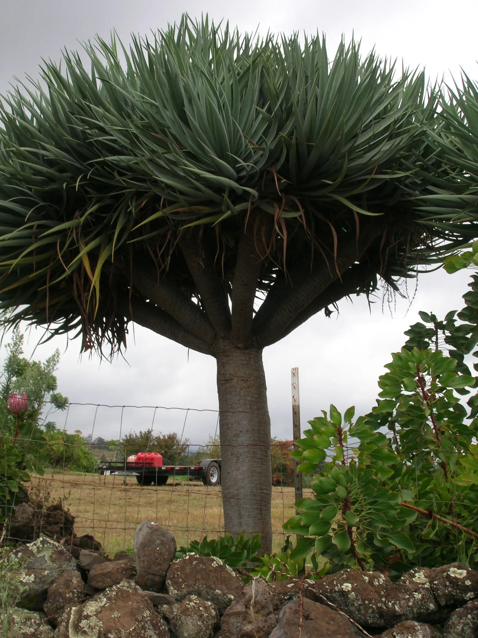 Dragon Tree (Dracaena Draco) — the Dragon Tree develops a distinctly umbrella-like shape due to its monocotyledonous branching system; tree for full, image 93