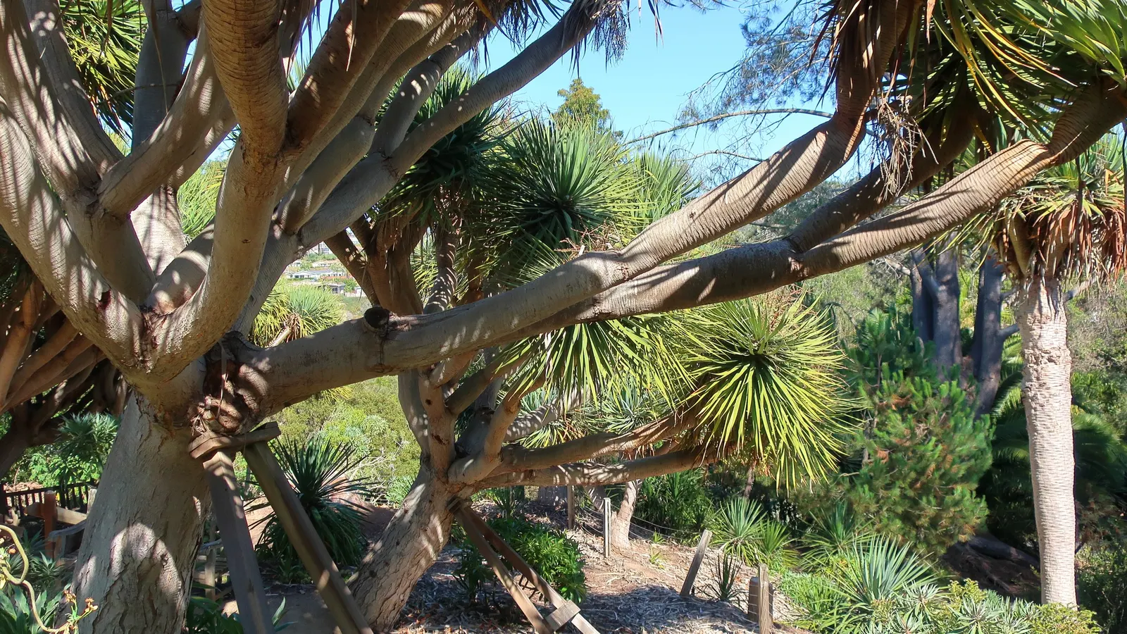 Dragon Tree (Dracaena Draco) — green sword-shaped leaves; green and white flowers in the garden, image 85
