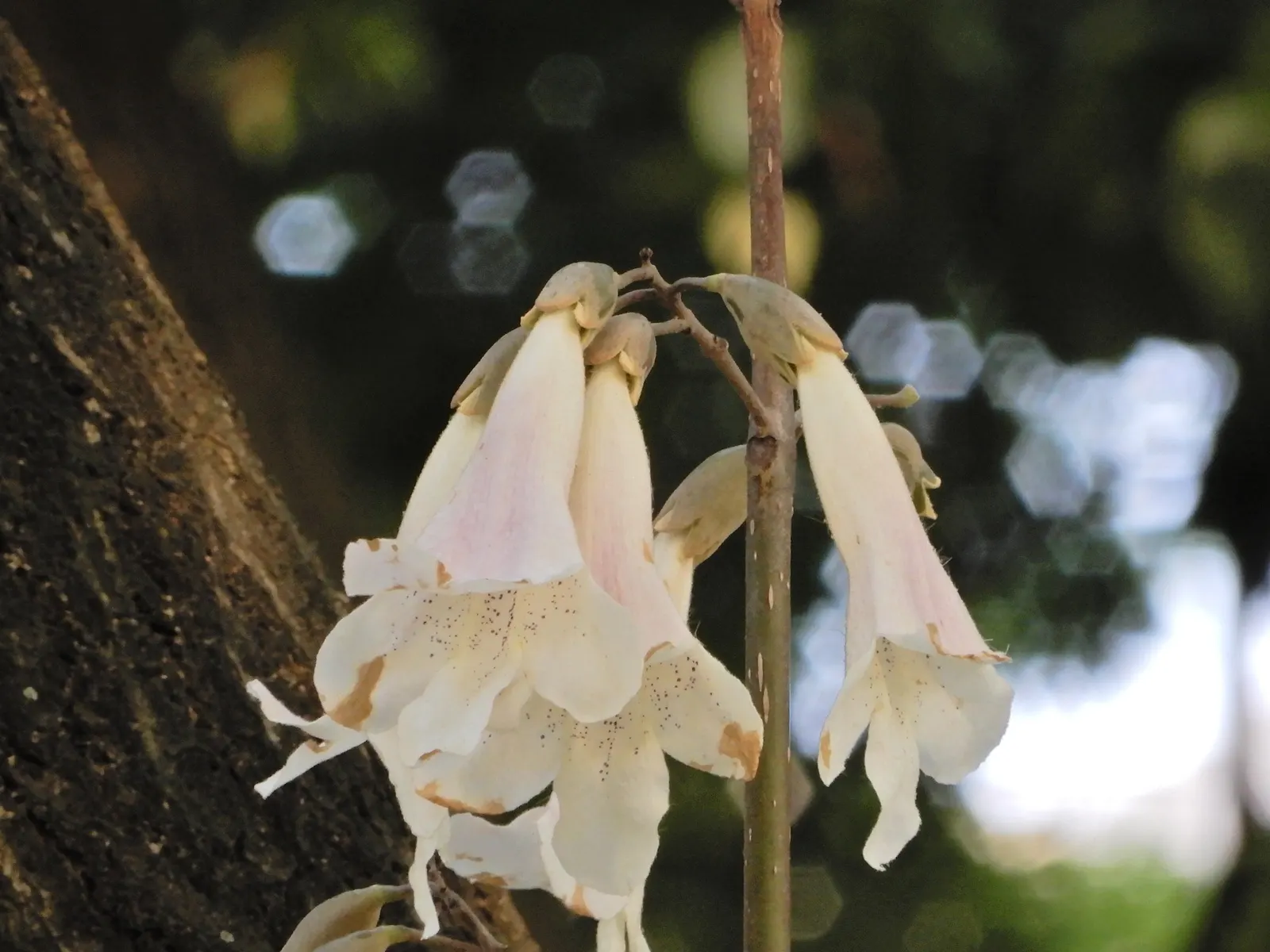 Dragon Tree (Dracaena Draco) — thriving in USDA hardiness zones 9 to 11; it reaches up to 20 ft tall with a striking umbrella-like canopy up to 10, image 74