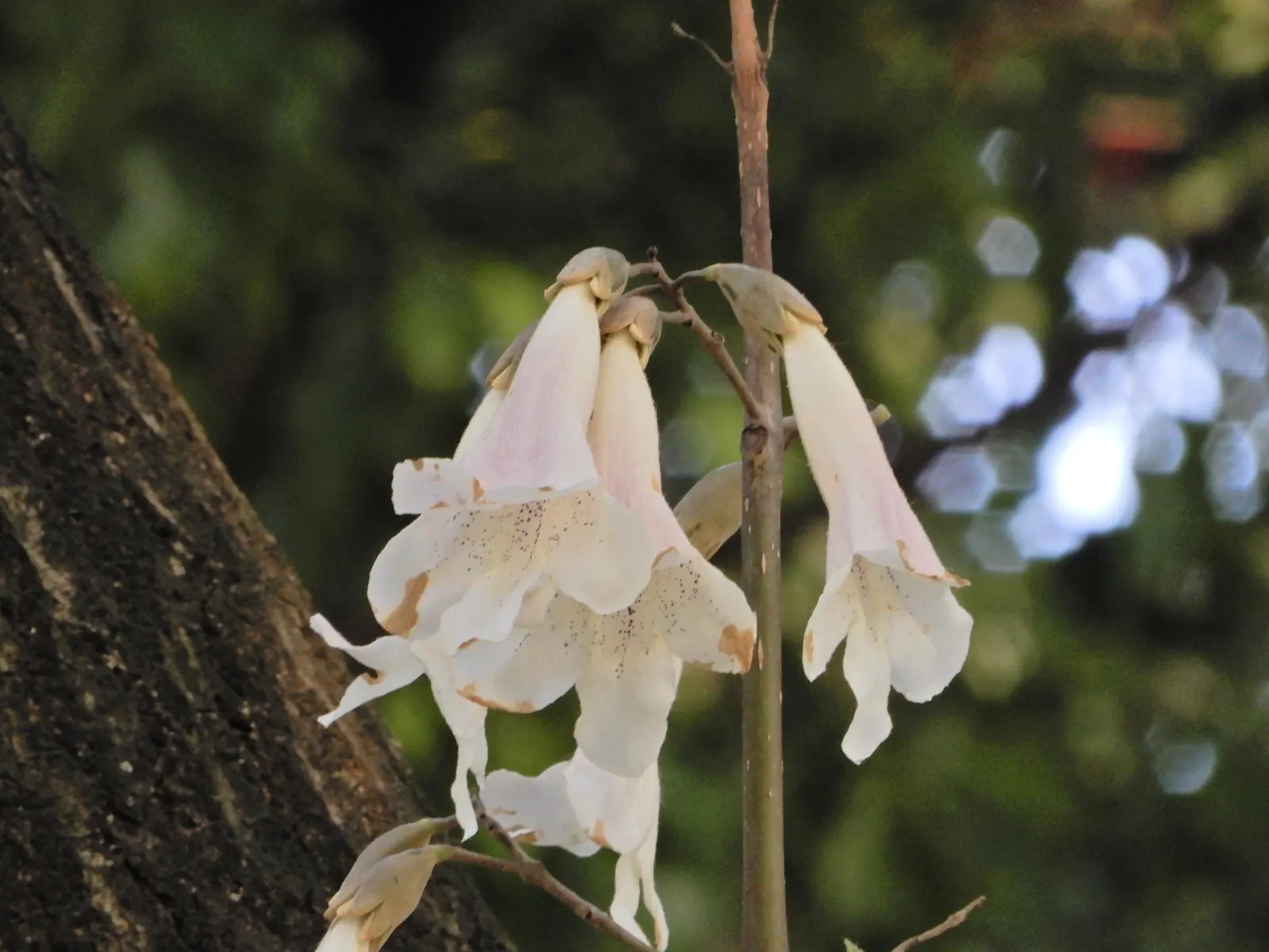 Dragon Tree (Dracaena Draco) — the Dragon Tree is an excellent focal point for any garden, image 50
