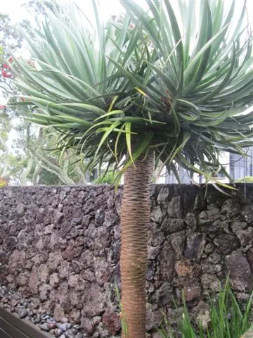 Dragon Tree (Dracaena Draco) — When injured or as part of its natural growth cycle; zones 9-11; prefers full sun to partial shade, image 94