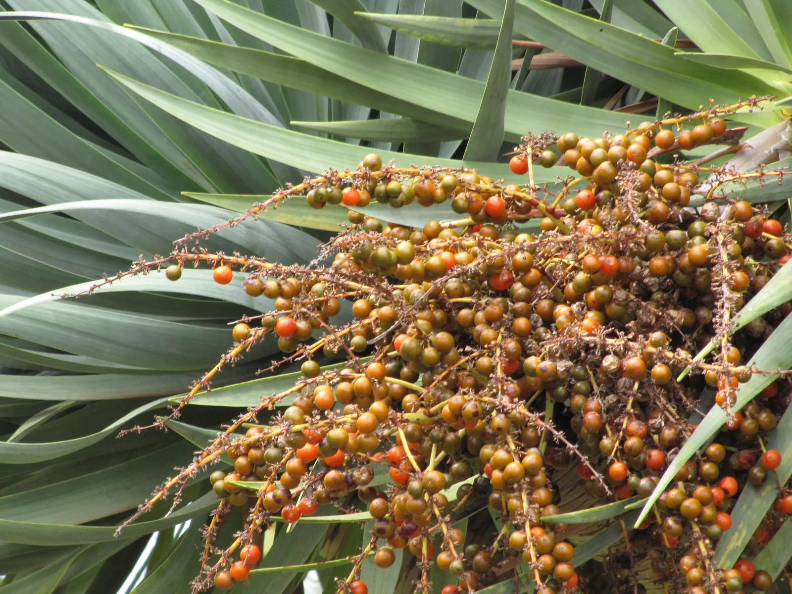 Dragon Tree (Dracaena Draco) — green and white flowers in the garden