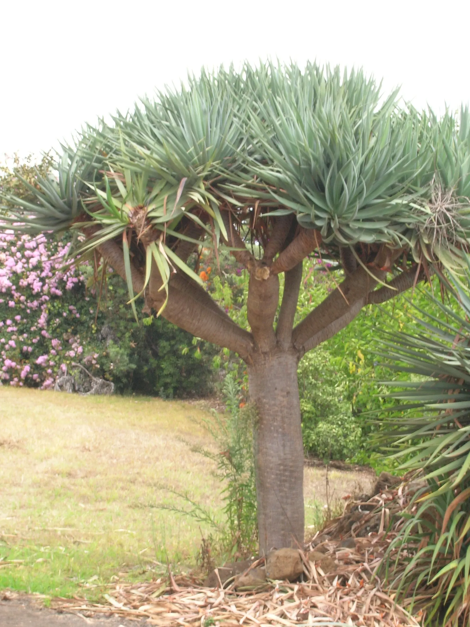 Dragon Tree (Dracaena Draco) — and locally in western Morocco; thriving in USDA hardiness zones 9 to 11, image 92