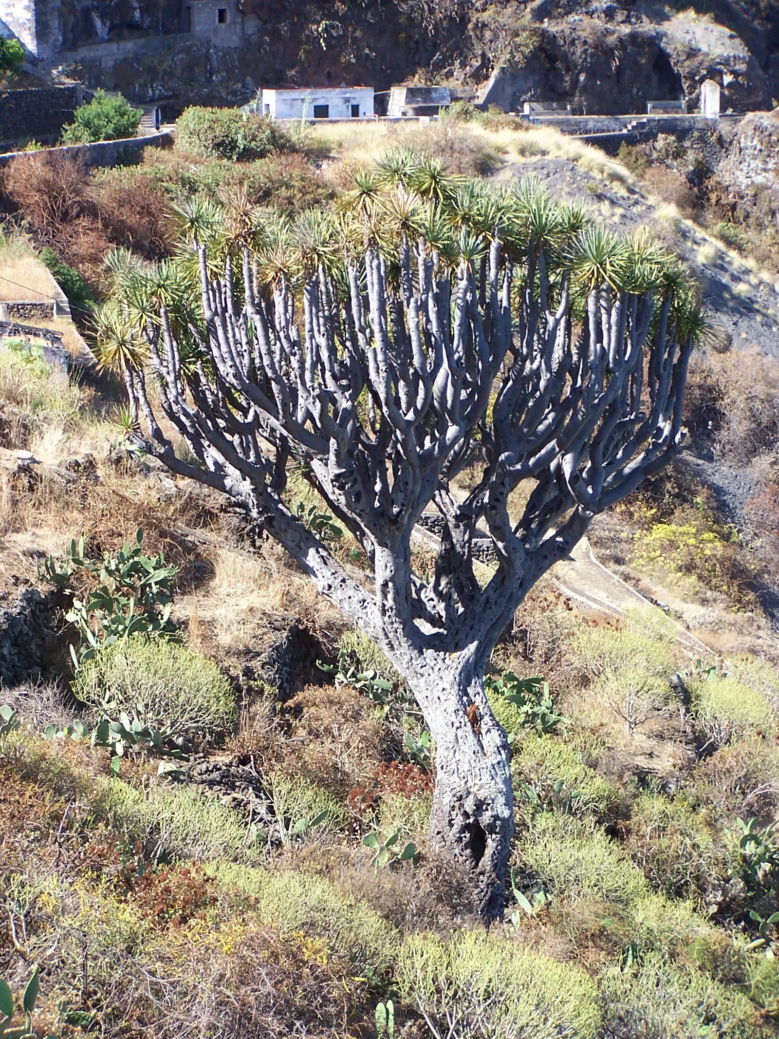 Dragon Tree (Dracaena Draco) — Dracaena draco, commonly called Dragon Tree, is an iconic, slow-growing evergreen; green sword-shaped leaves, image 55