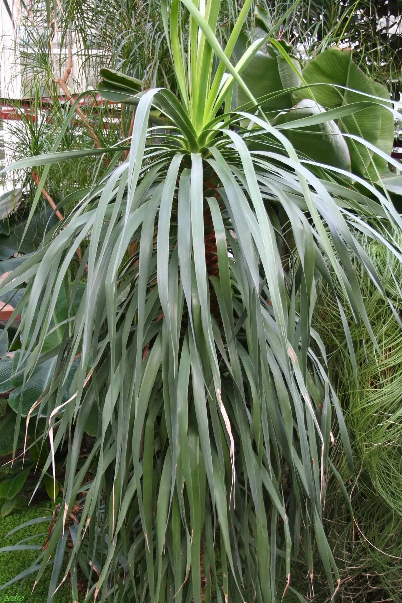 Dragon Tree (Dracaena Draco) — Its drought tolerance and dramatic silhouette make it an excellent focal point in xeriscapes; the Dragon Tree develops a