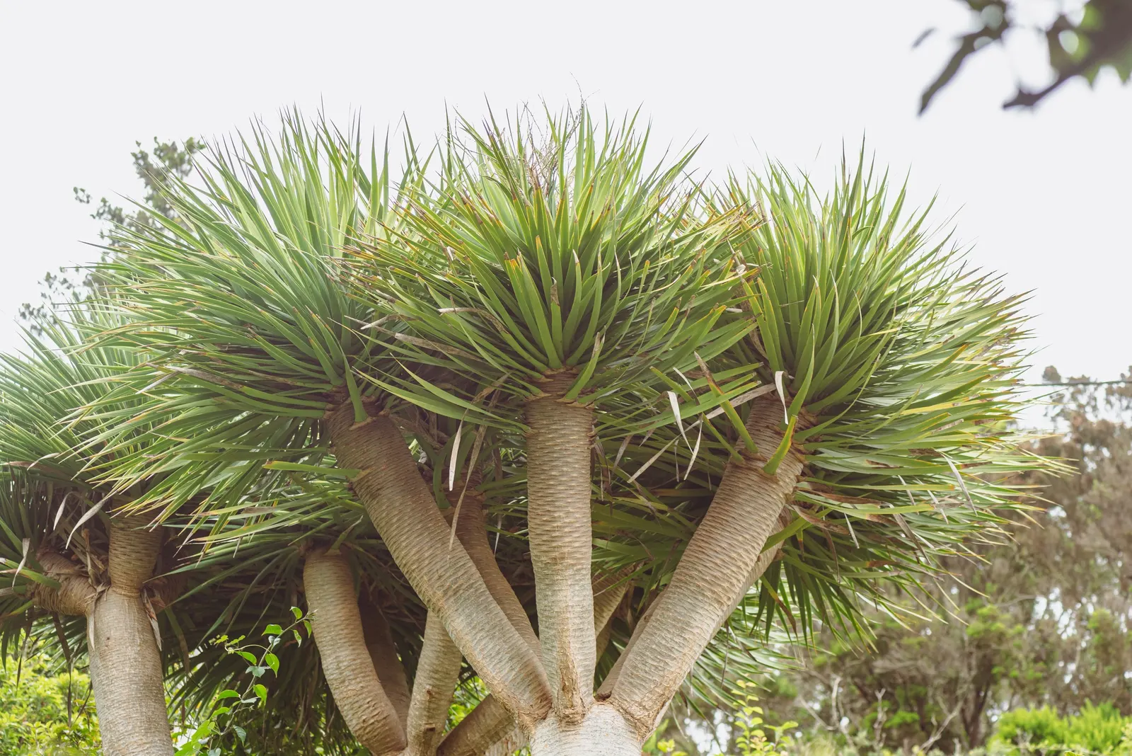 Dragon Tree (Dracaena Draco) — Originating from the Canary Islands; when injured or as part of its natural growth cycle, image 91