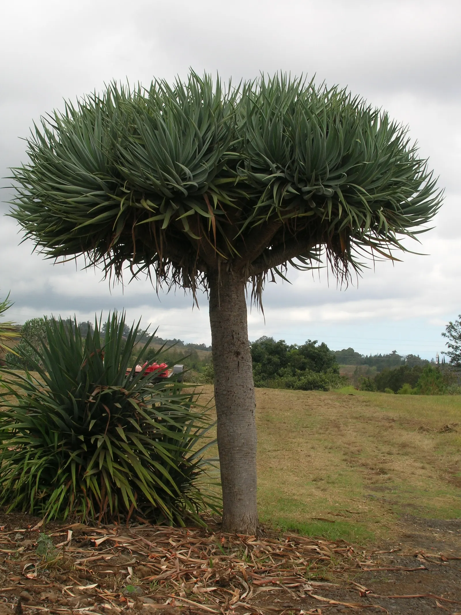 Dragon Tree (Dracaena Draco) — Its drought tolerance and dramatic silhouette make it an excellent focal point in xeriscapes; the Dragon Tree, image 60
