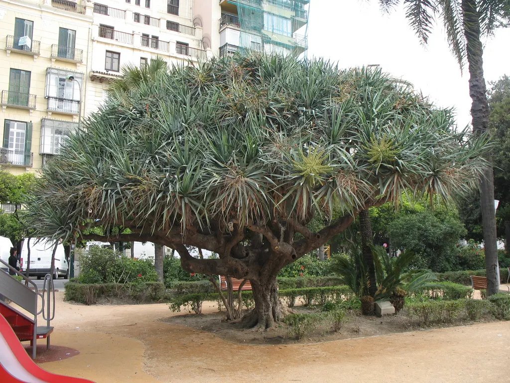 Dragon Tree (Dracaena Draco) — the Dragon Tree develops a distinctly umbrella-like shape due to its monocotyledonous branching system; tree for full, image 66
