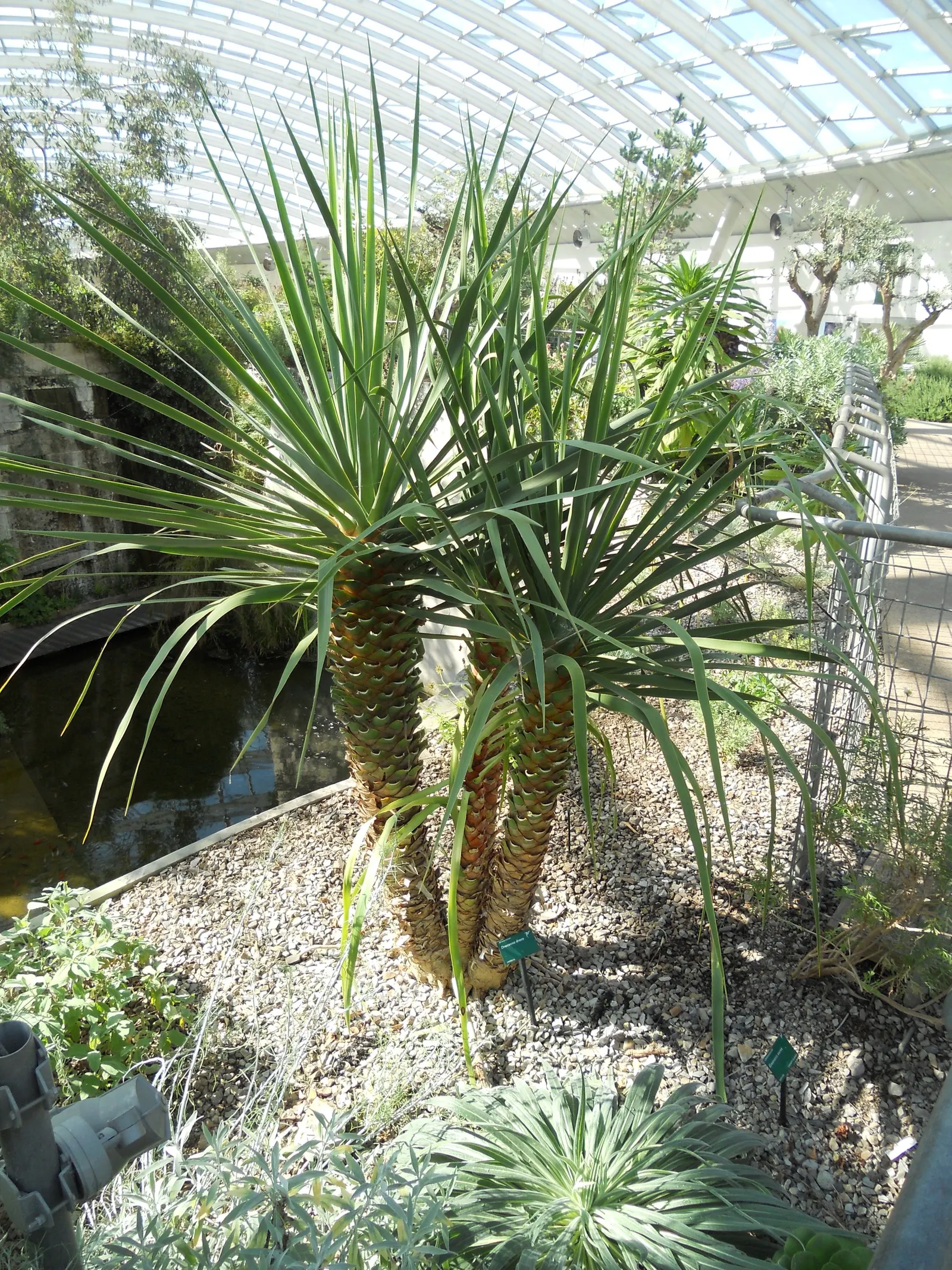 Dragon Tree (Dracaena Draco) — approximately 1 to 2 feet in length and up to 2 inches wide