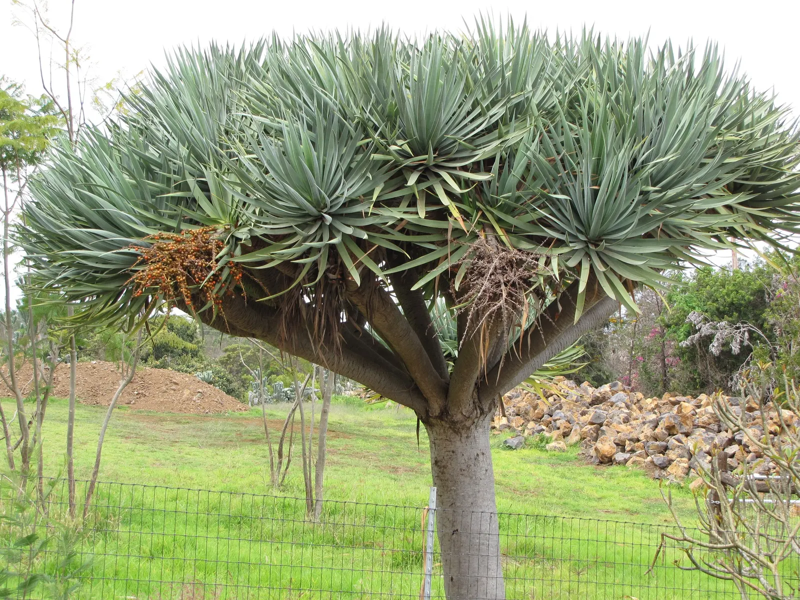 Dragon Tree (Dracaena Draco) — Originating from the Canary Islands; when injured or as part of its natural growth cycle, image 64