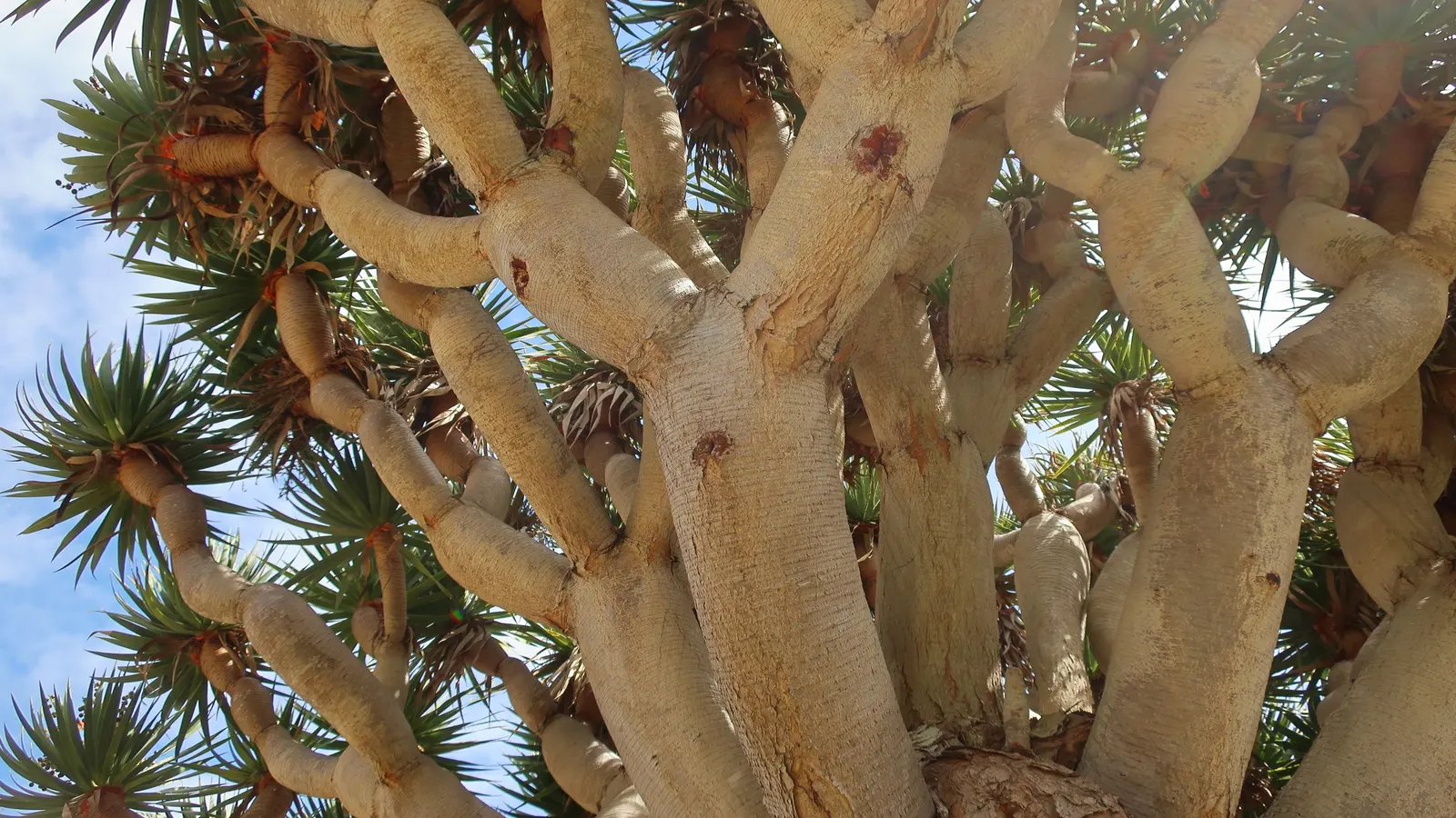 Dragon Tree (Dracaena Draco) — approximately 1 to 2 feet in length and up to 2 inches wide, image 68