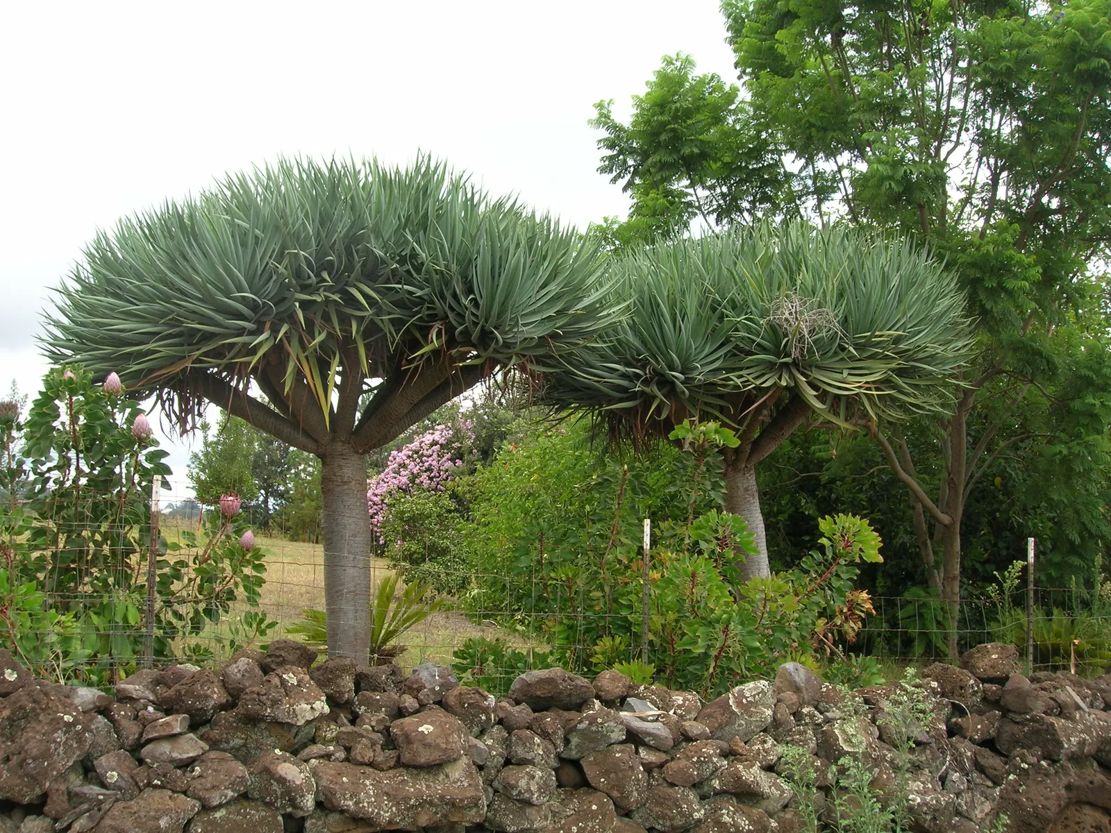 Dragon Tree (Dracaena Draco) — the Dragon Tree develops a distinctly umbrella-like shape due to its monocotyledonous branching system