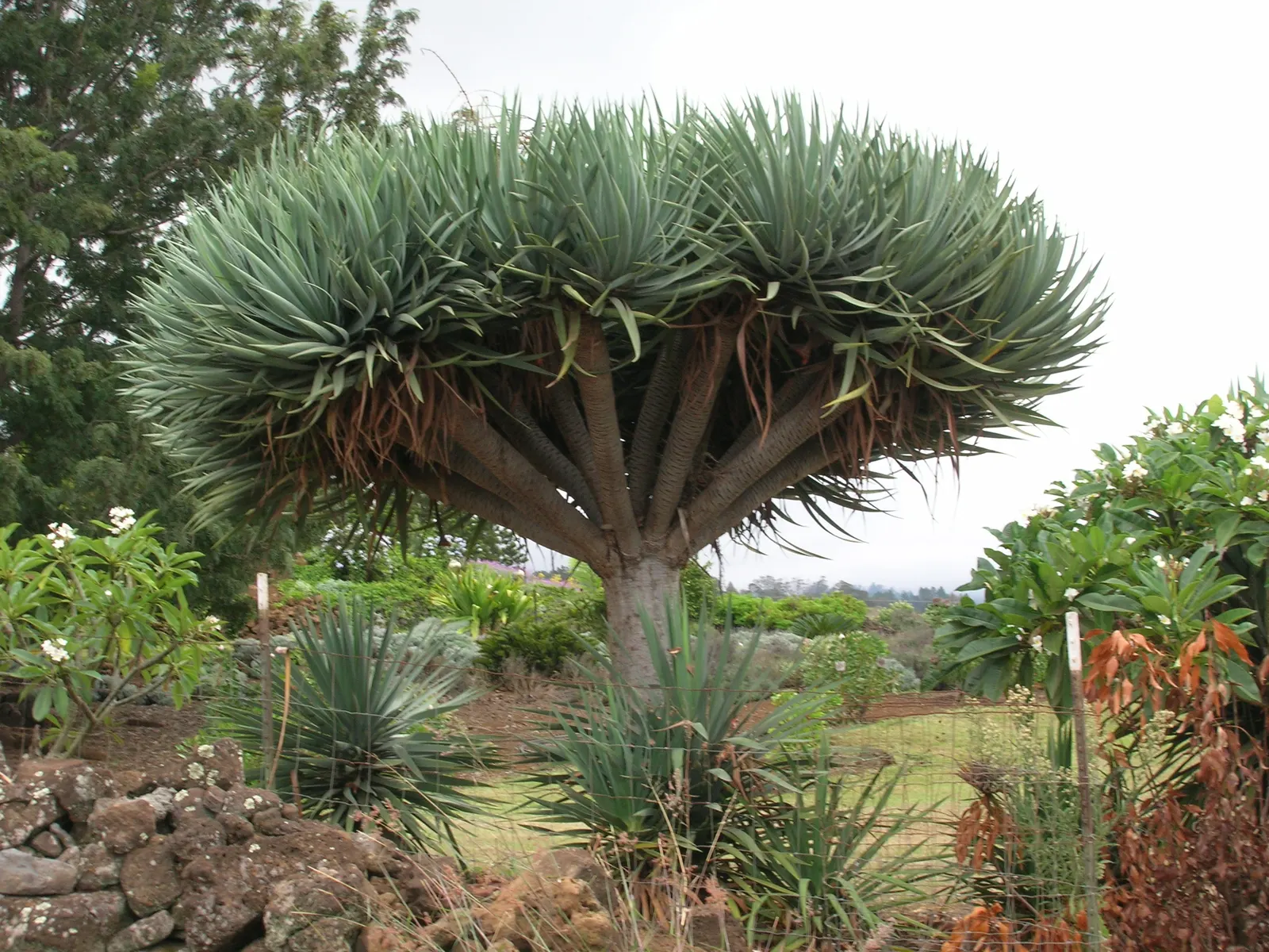Dragon Tree (Dracaena Draco) — Dracaena draco, commonly called Dragon Tree, is an iconic, slow-growing evergreen