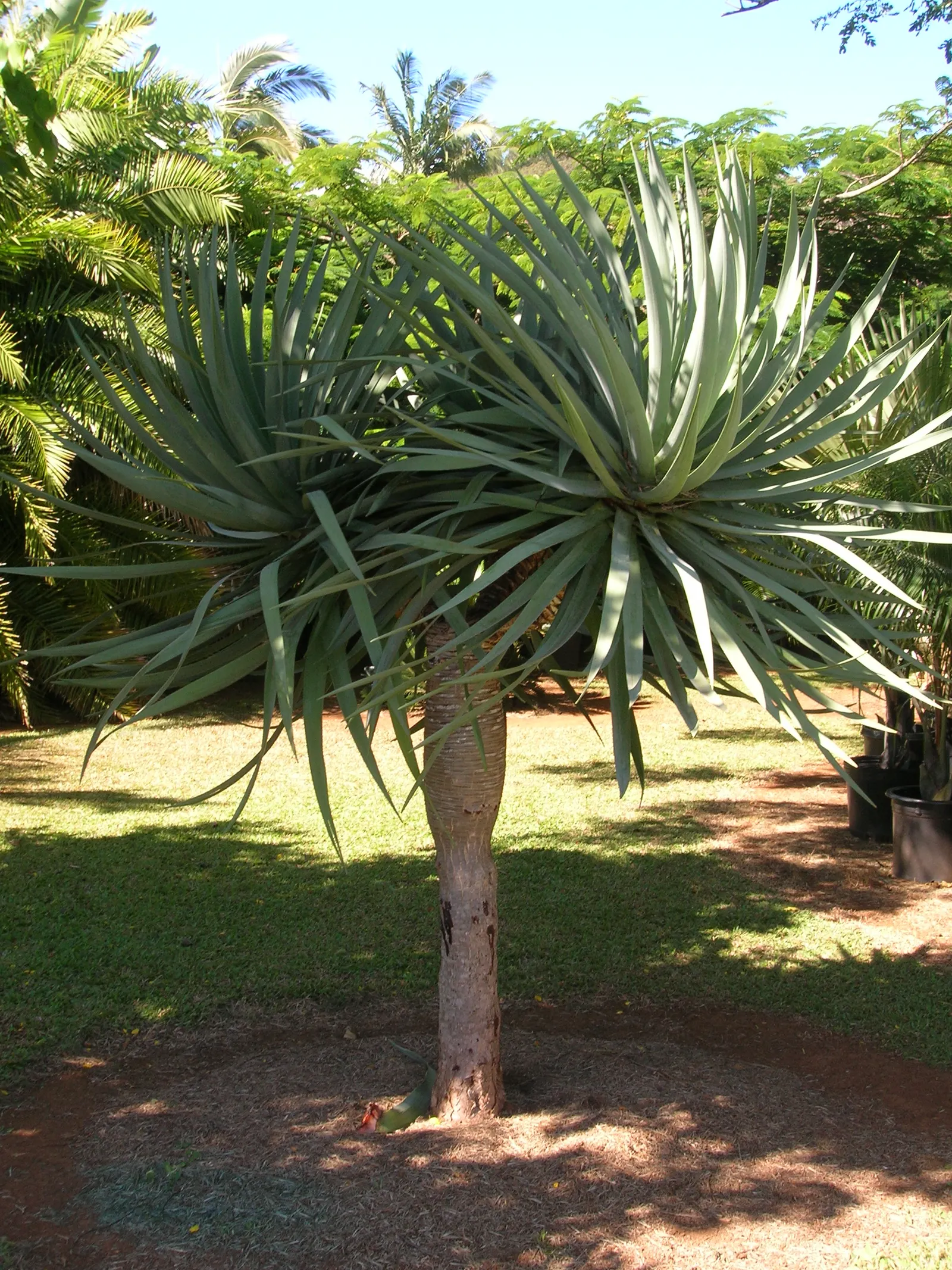 Dragon Tree (Dracaena Draco) — the Dragon Tree is drought-tolerant; with its impressive form and minimal care requirements, image 73