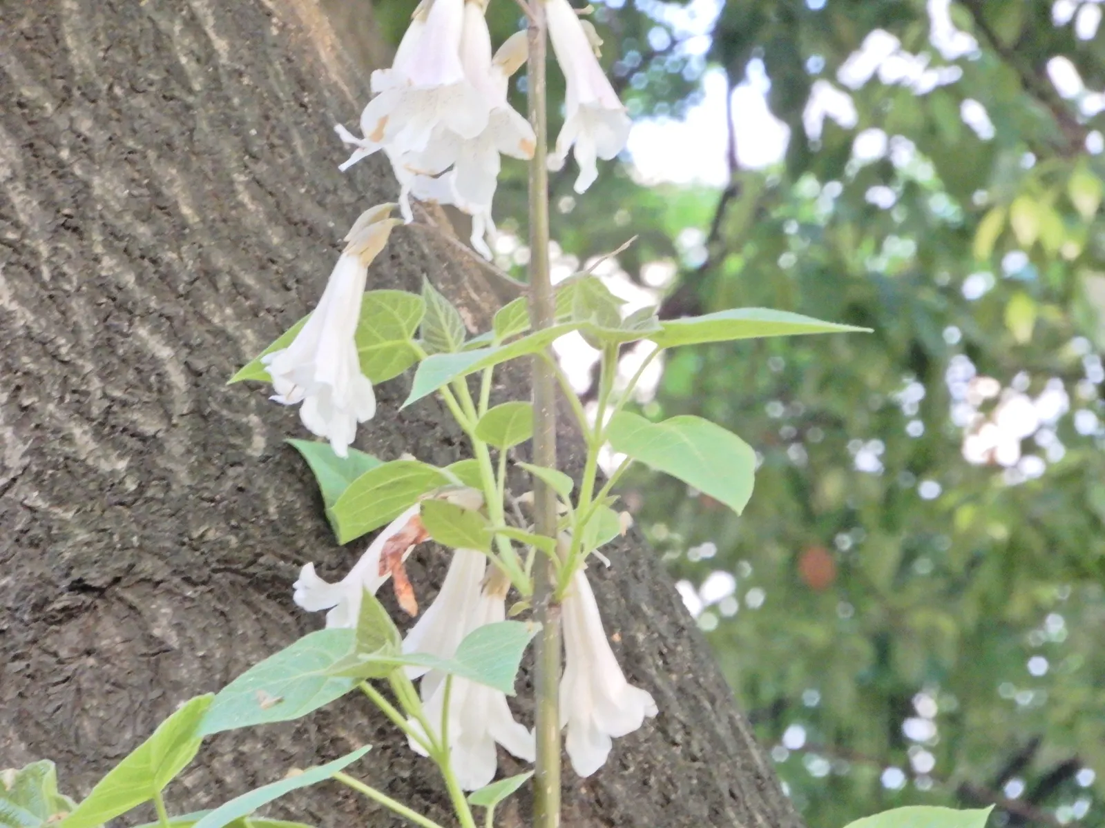 Dragon Tree (Dracaena Draco) — This sculptural tree presents gray bark; and fragrant blooms that later give way to orange-yellow berries.<br><br>Requiring