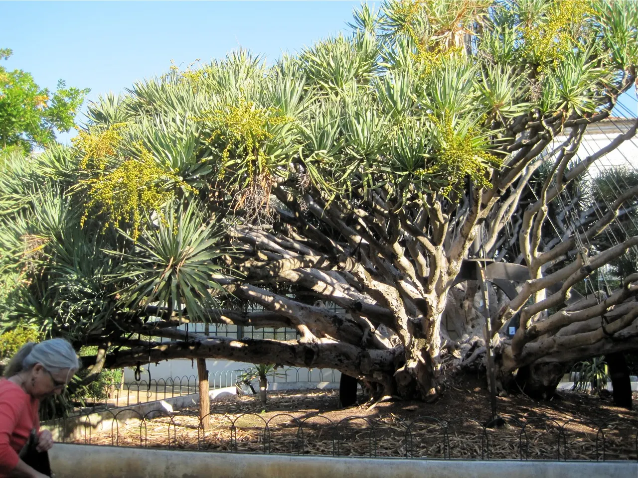 Dragon Tree (Dracaena Draco) — With its impressive form and minimal care requirements