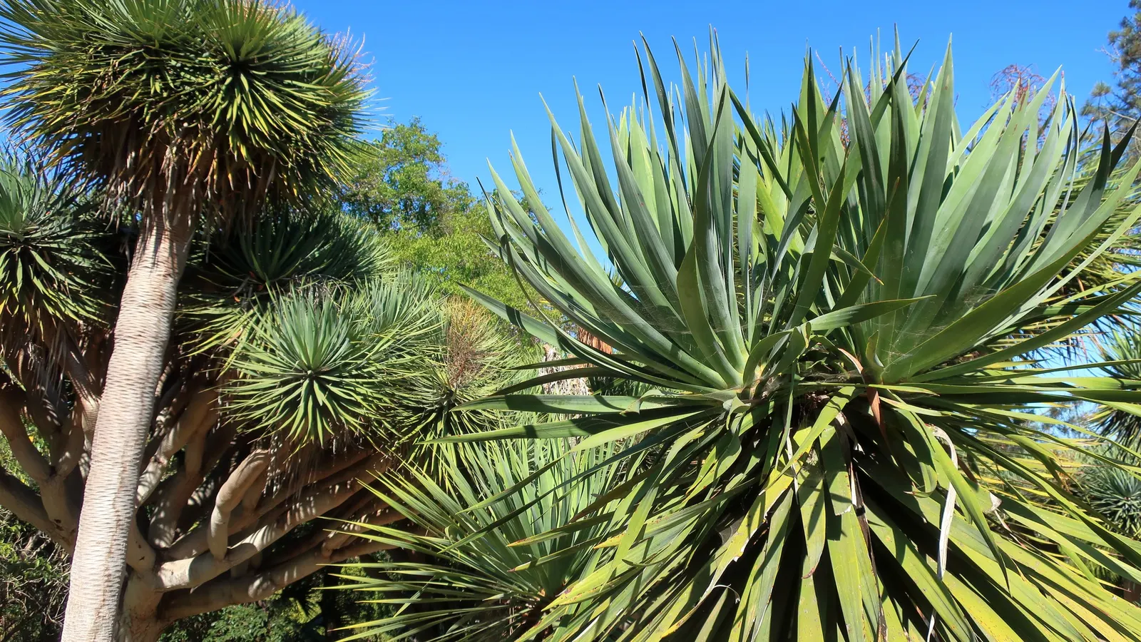 Dragon Tree (Dracaena Draco) — Its drought tolerance and dramatic silhouette make it an excellent focal point in xeriscapes; the Dragon Tree, image 87