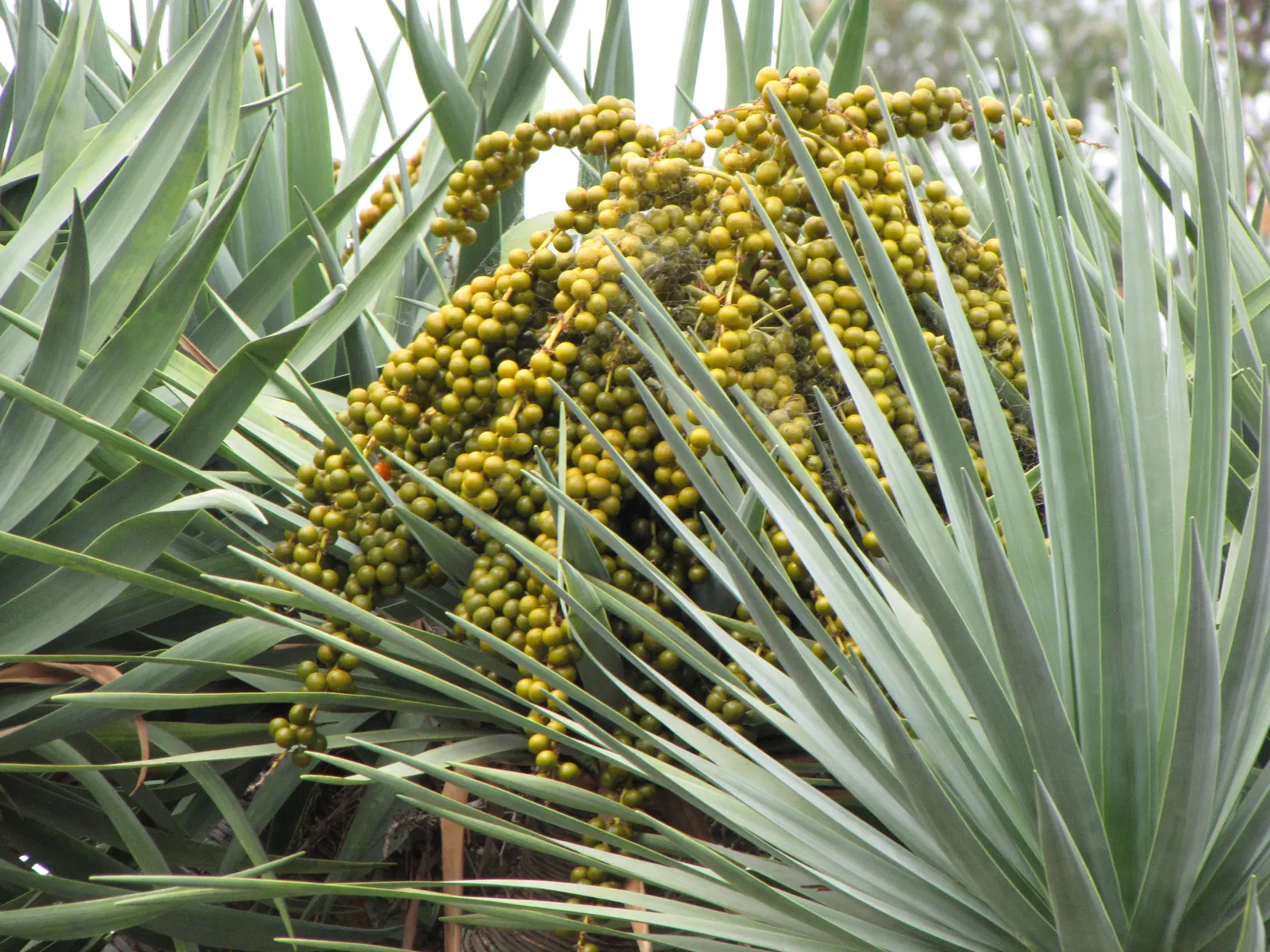 Dragon Tree (Dracaena Draco) — and in mature specimens (>10 years), image 32